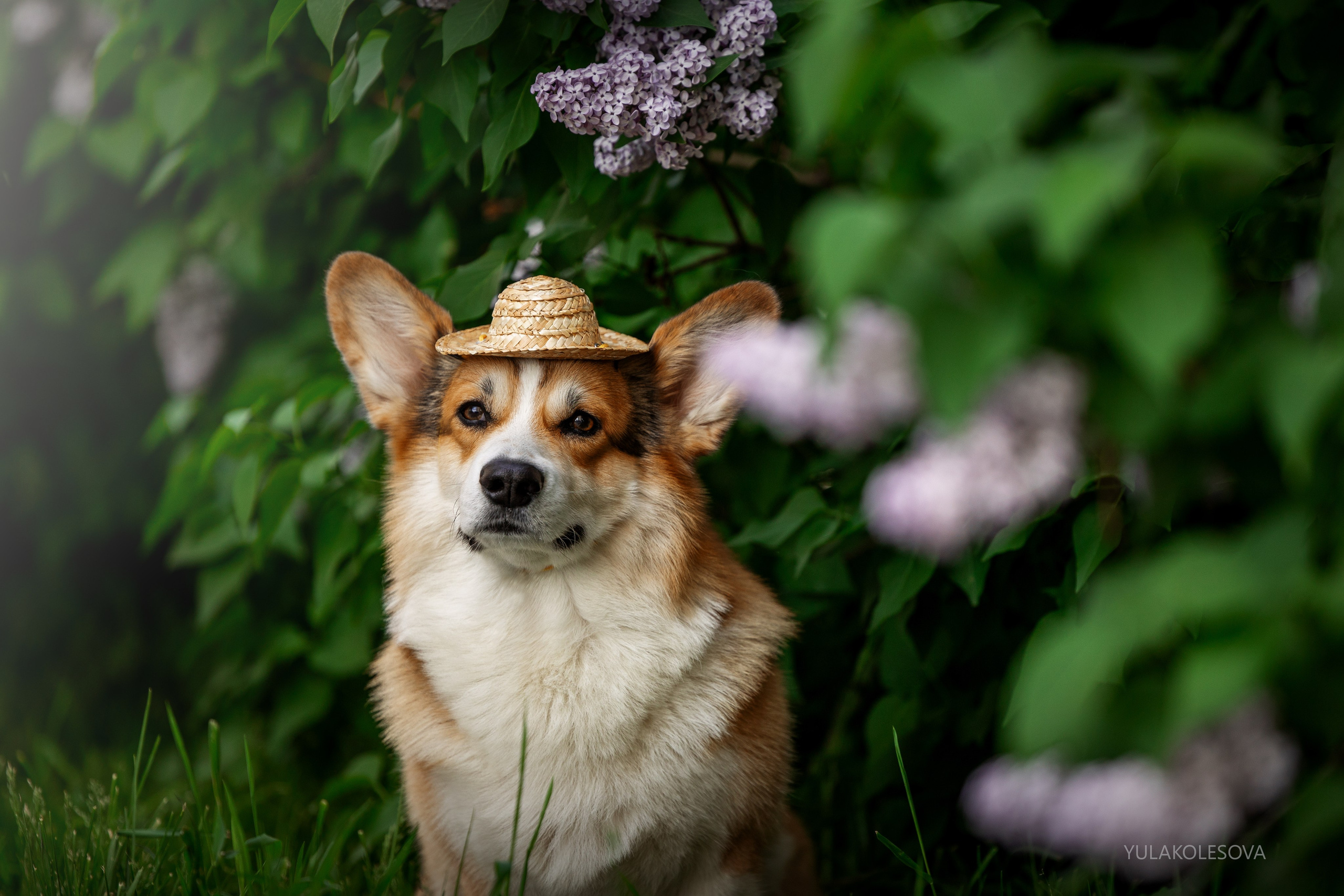 YULA KOLESOVA | Фотограф — Анималист | Художник | Тюмень