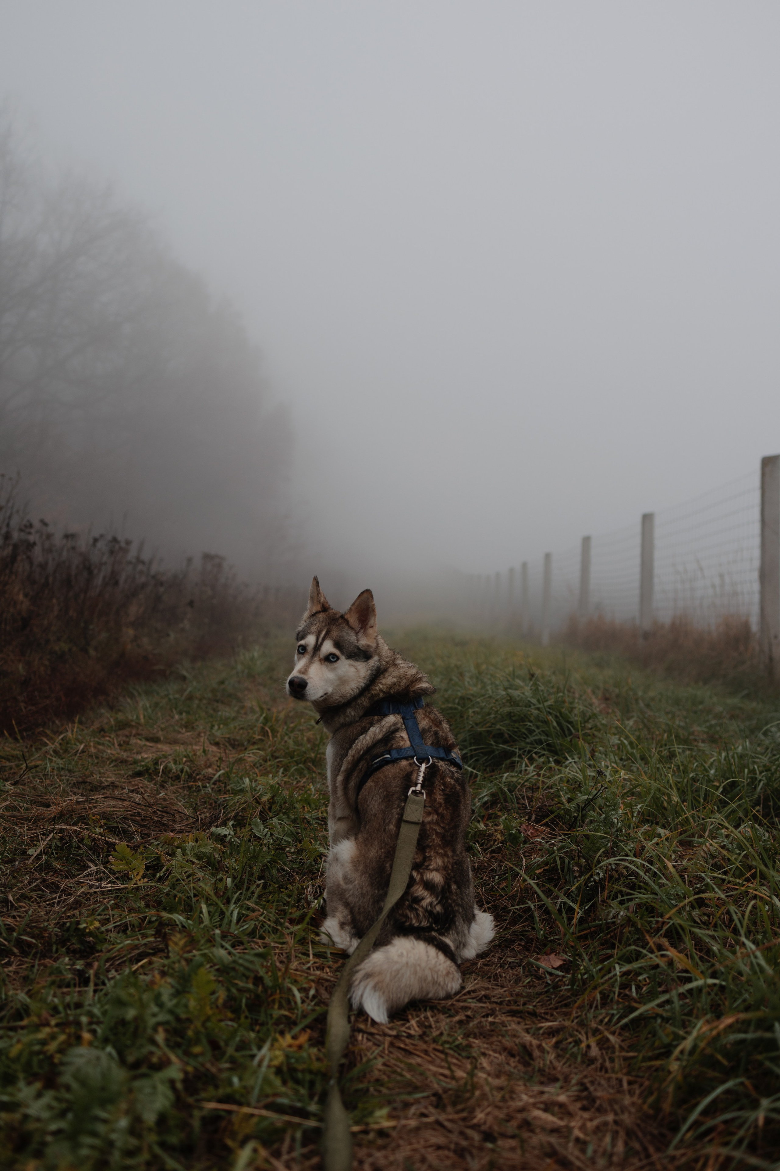В туманном лесу. Семейный фотограф в Белгороде