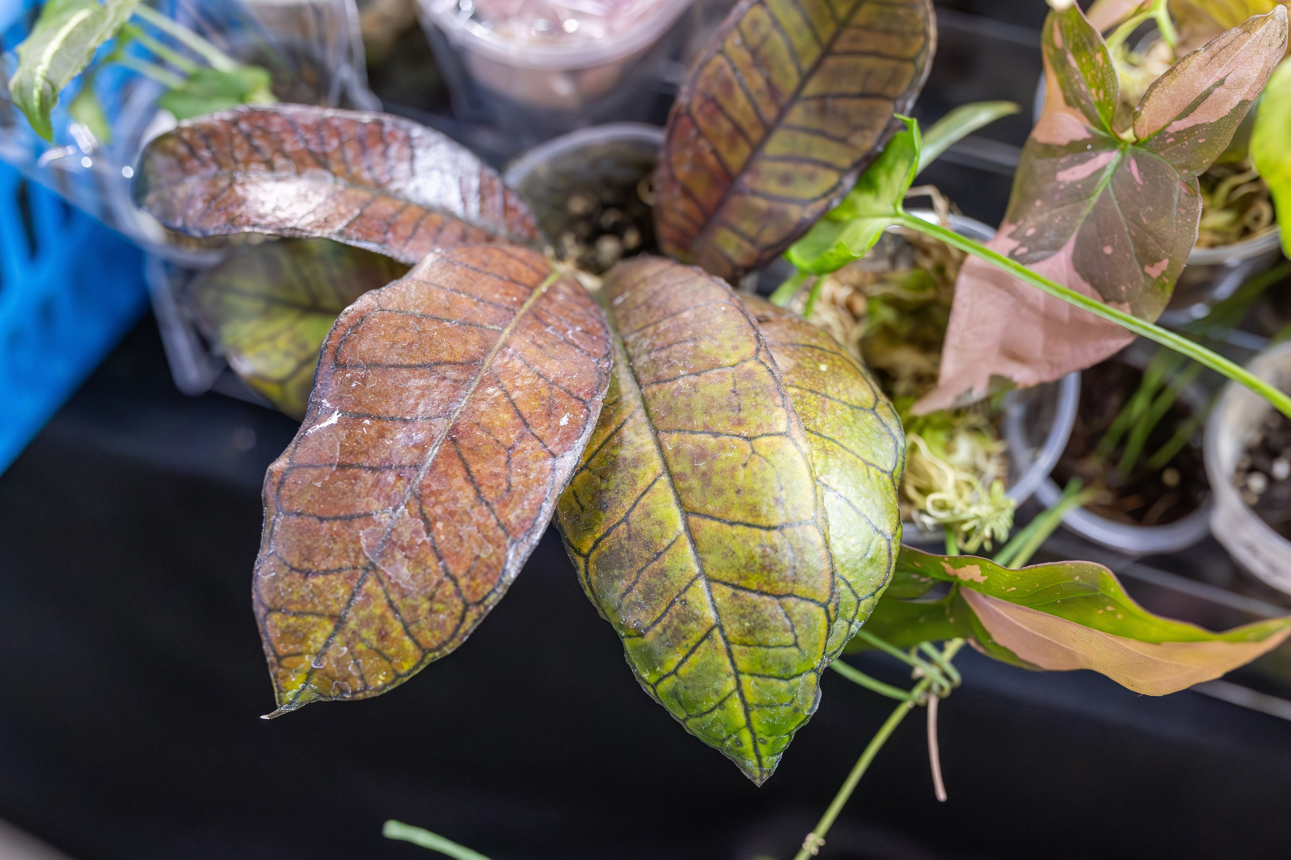 Монстериум апрель 2026. Александра Куликова фотограф, Москва