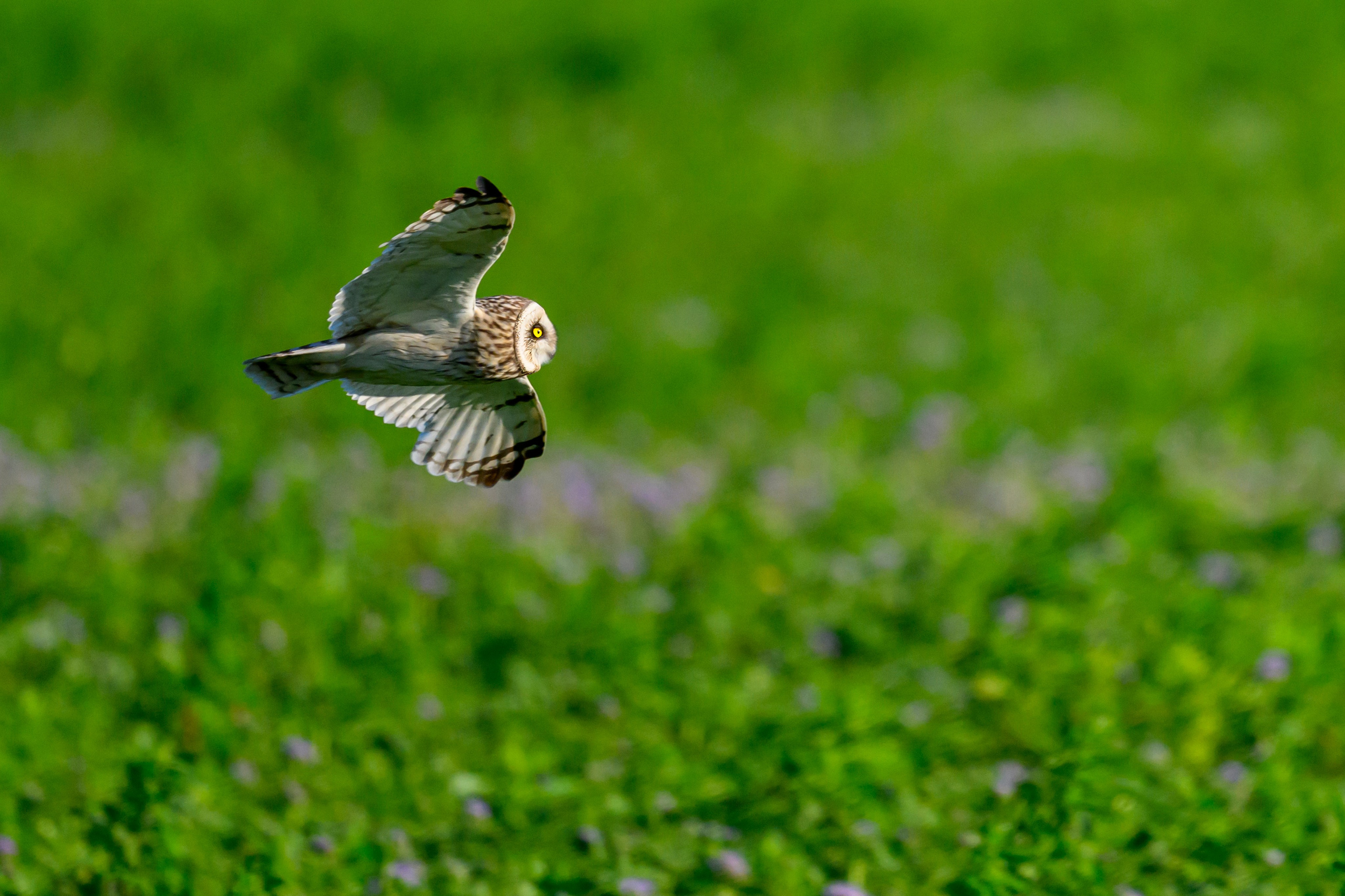 Охота совы. Фотограф Сергей Пупонин