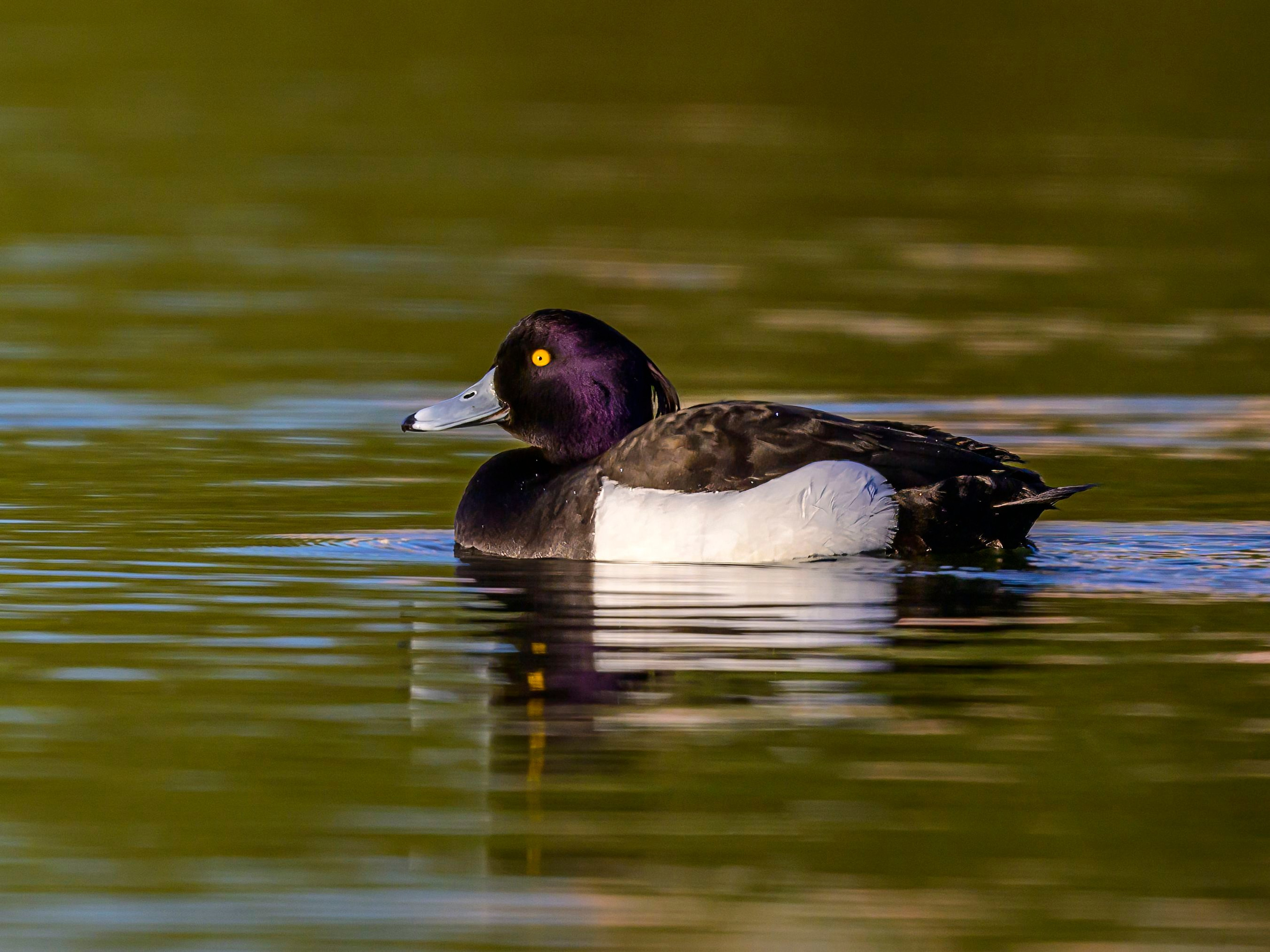 На прудах. Wildlife photography by Sergey Puponin