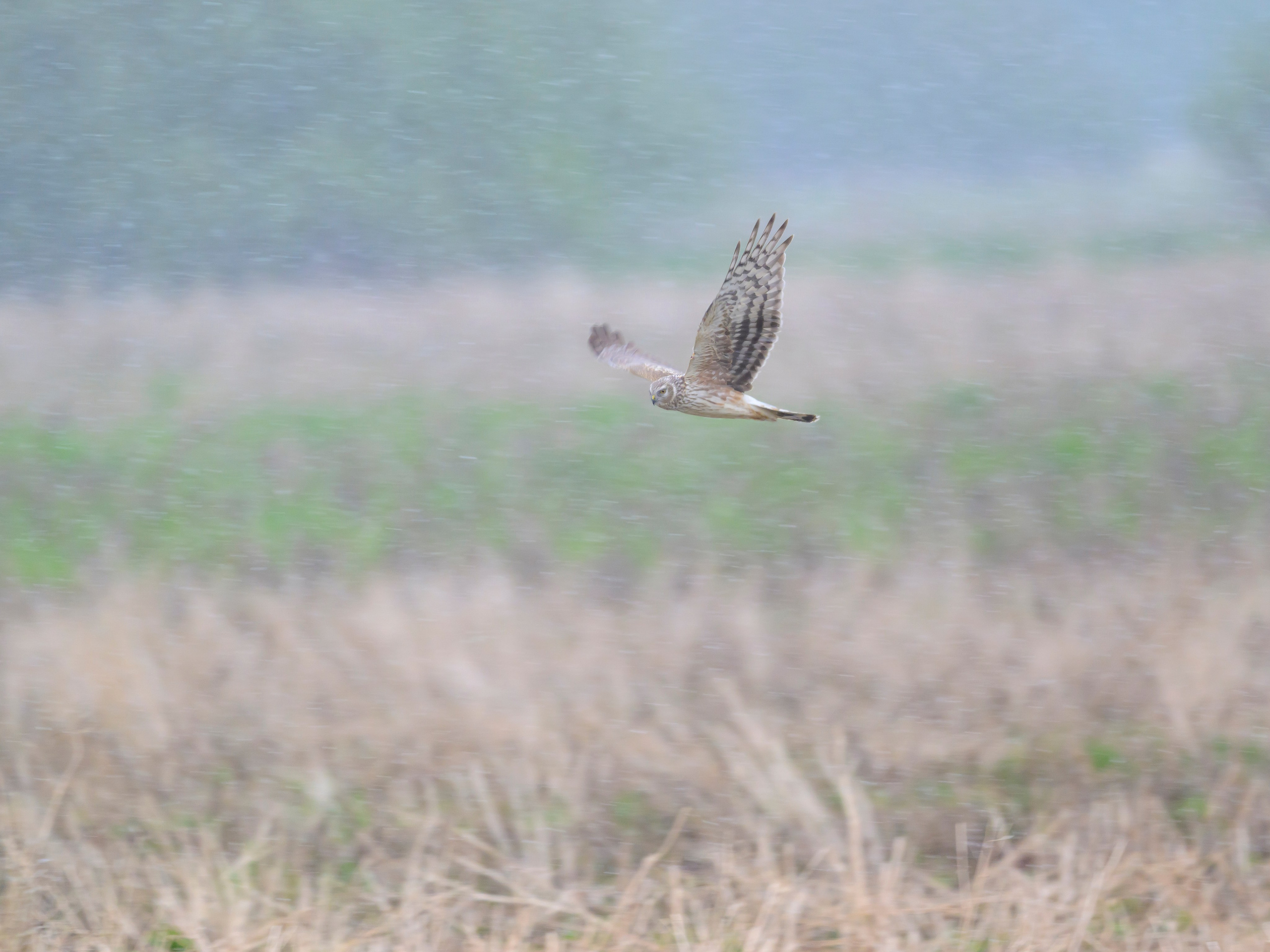 Сова в снежную бурю. Wildlife photography by Sergey Puponin