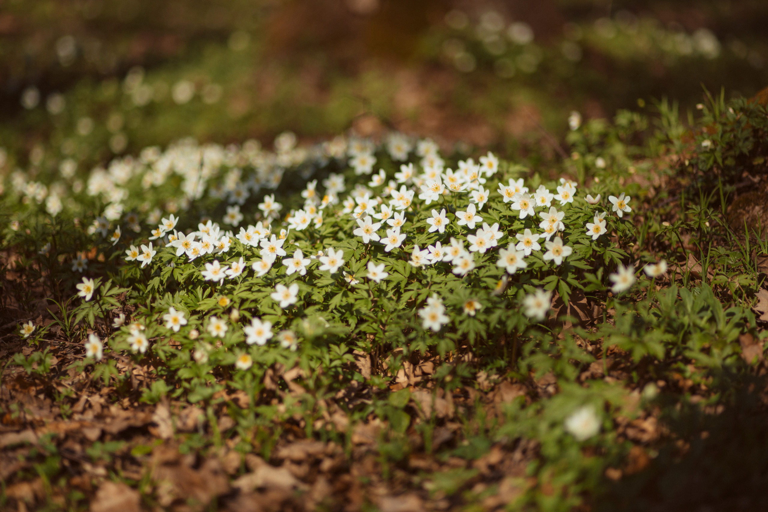 Петергоф нижний парк фото
