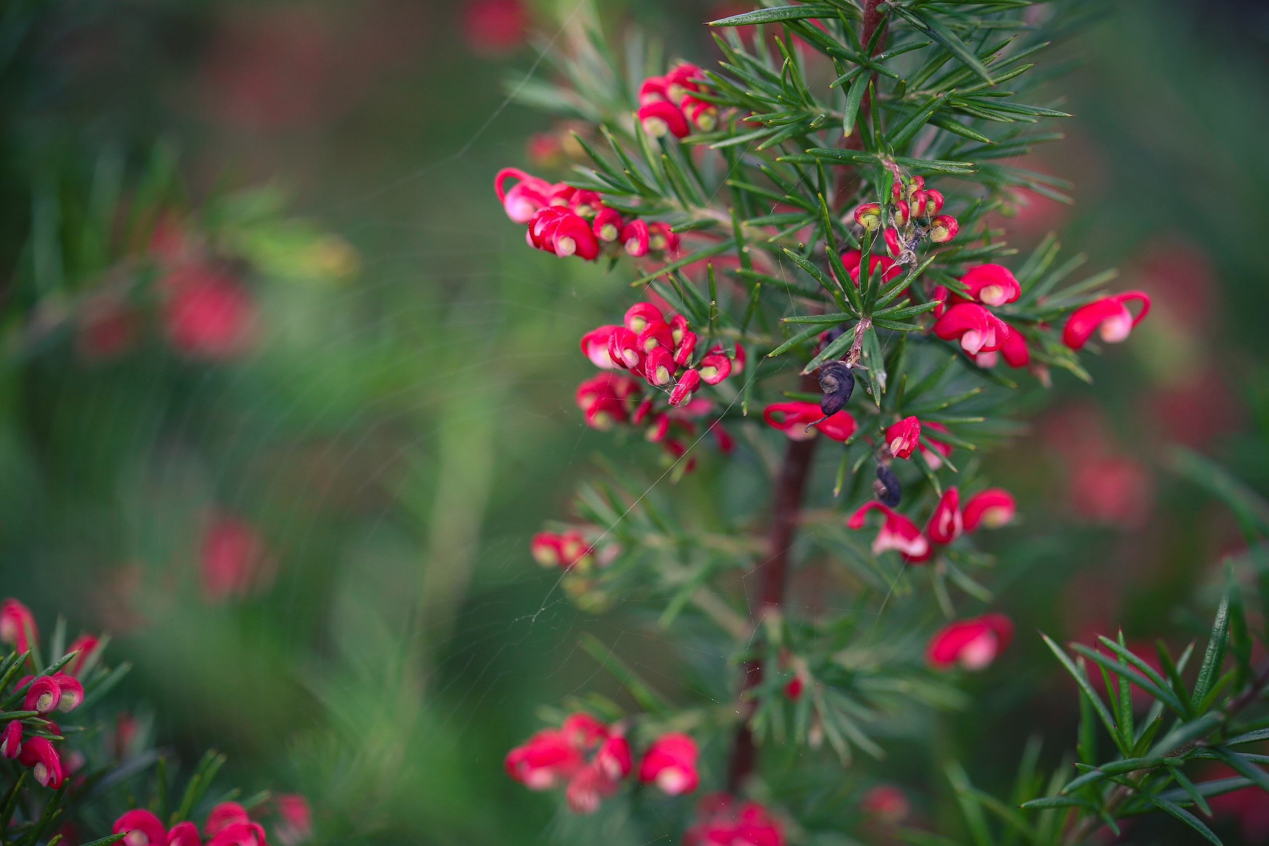 Англия: Лондон цветущий. Дарья Письменюк / Darya Leitstern — фотограф, музыкант, журналист, путешественник