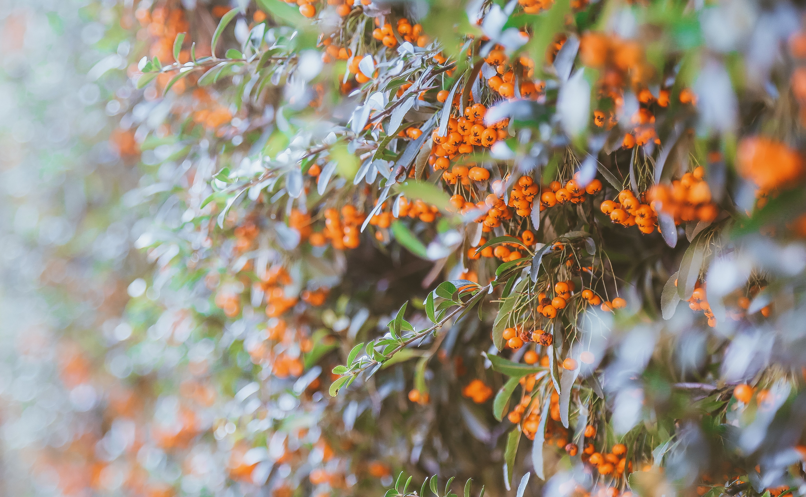 Англия: Лондон цветущий. Дарья Письменюк / Darya Leitstern — фотограф, музыкант, журналист, путешественник
