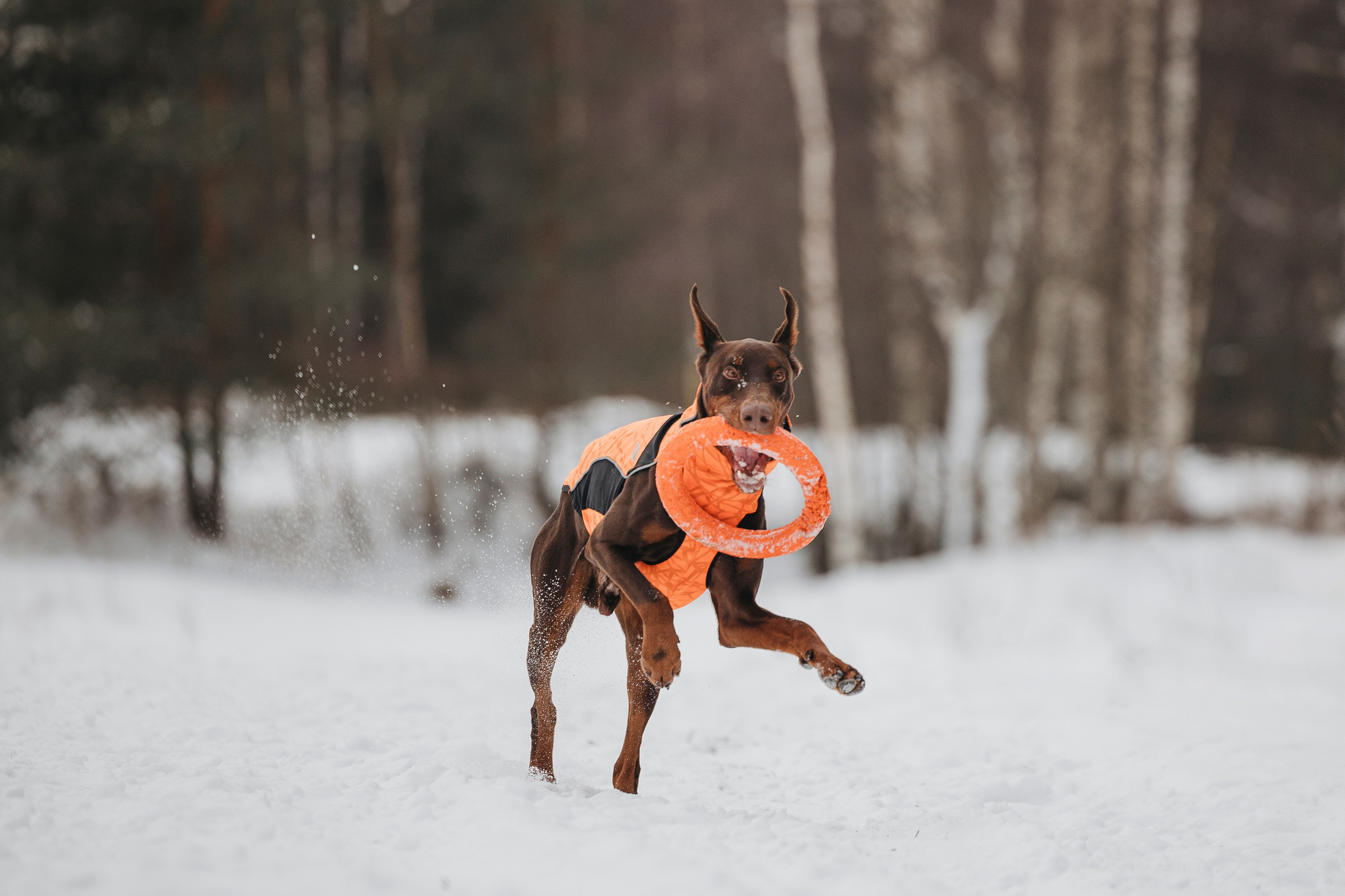 Даша, Омен, Айс и Рицу. Фотограф-анималист Анна Маринич
