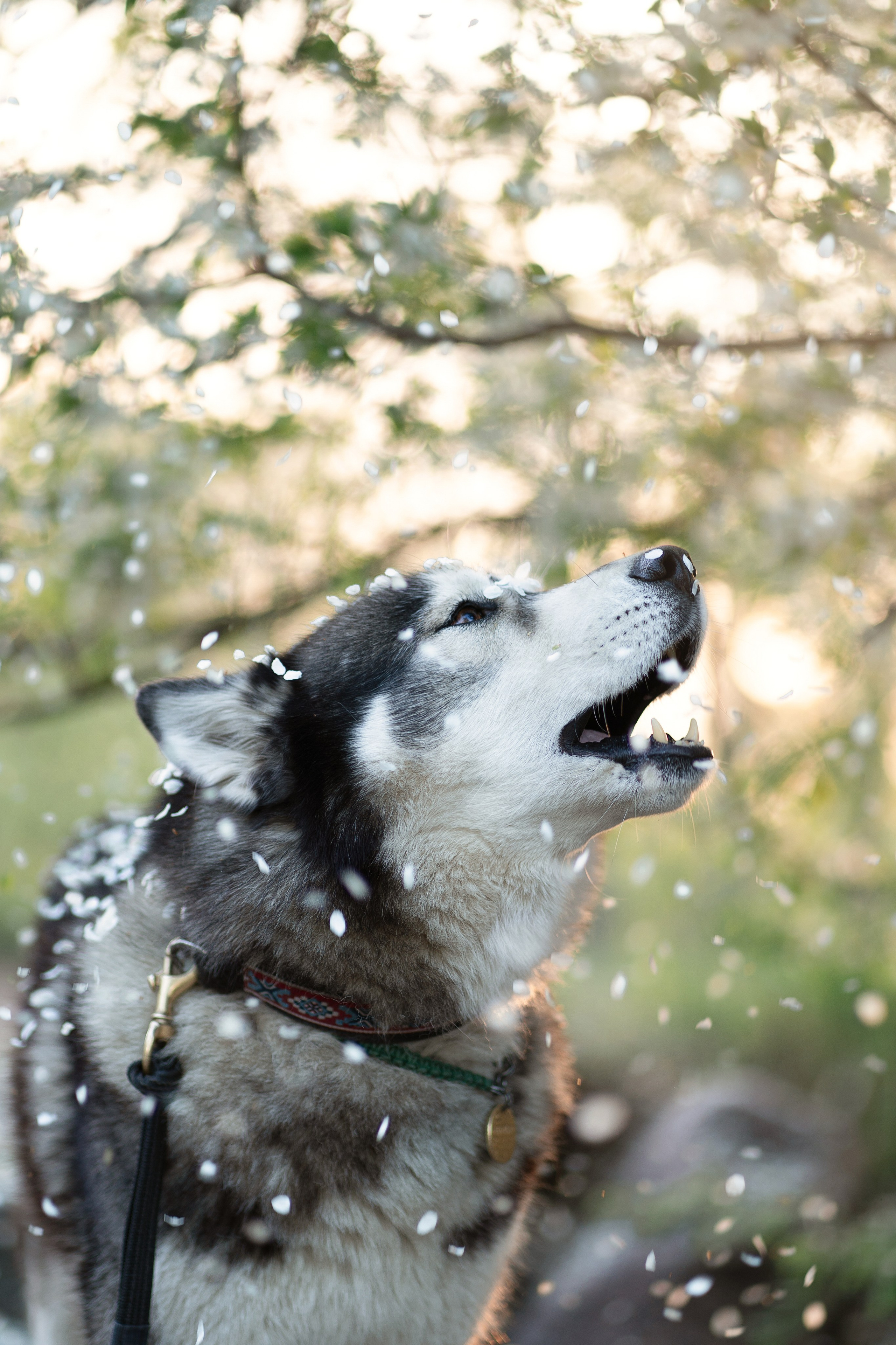 Хвостики. Главная