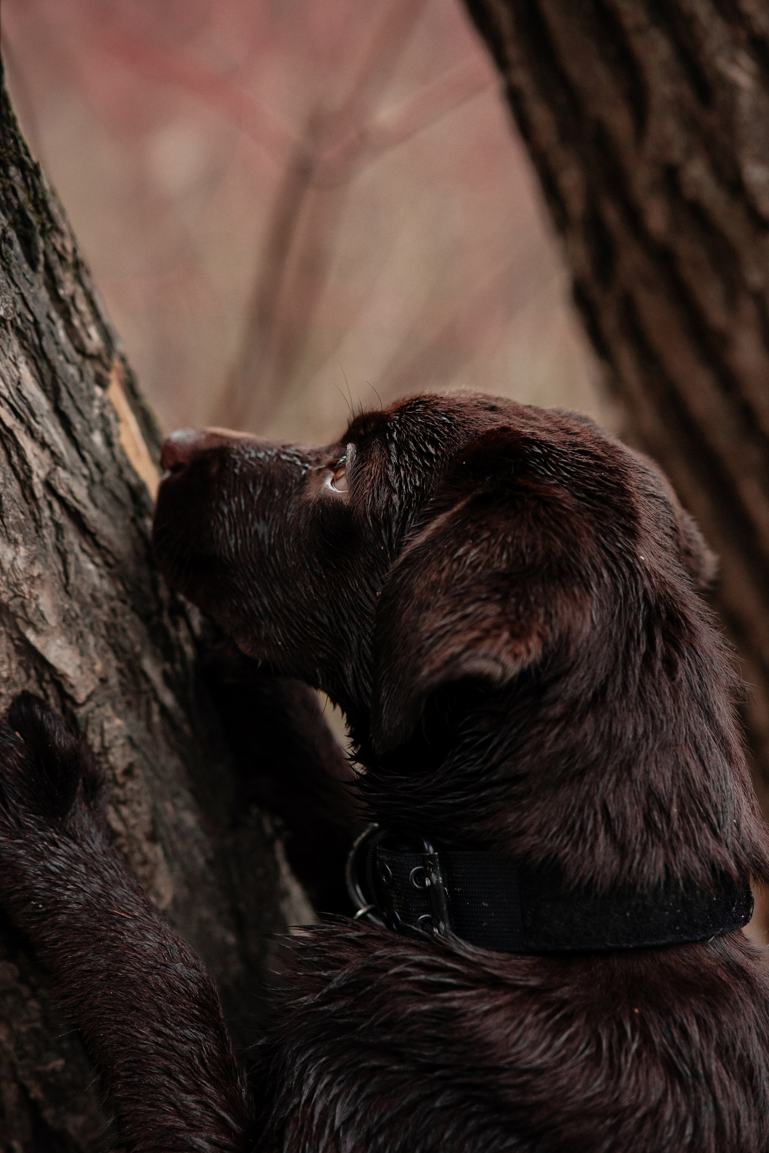 Ника и Ричи. Фотограф в Санкт-Петербурге Алёна Губинская