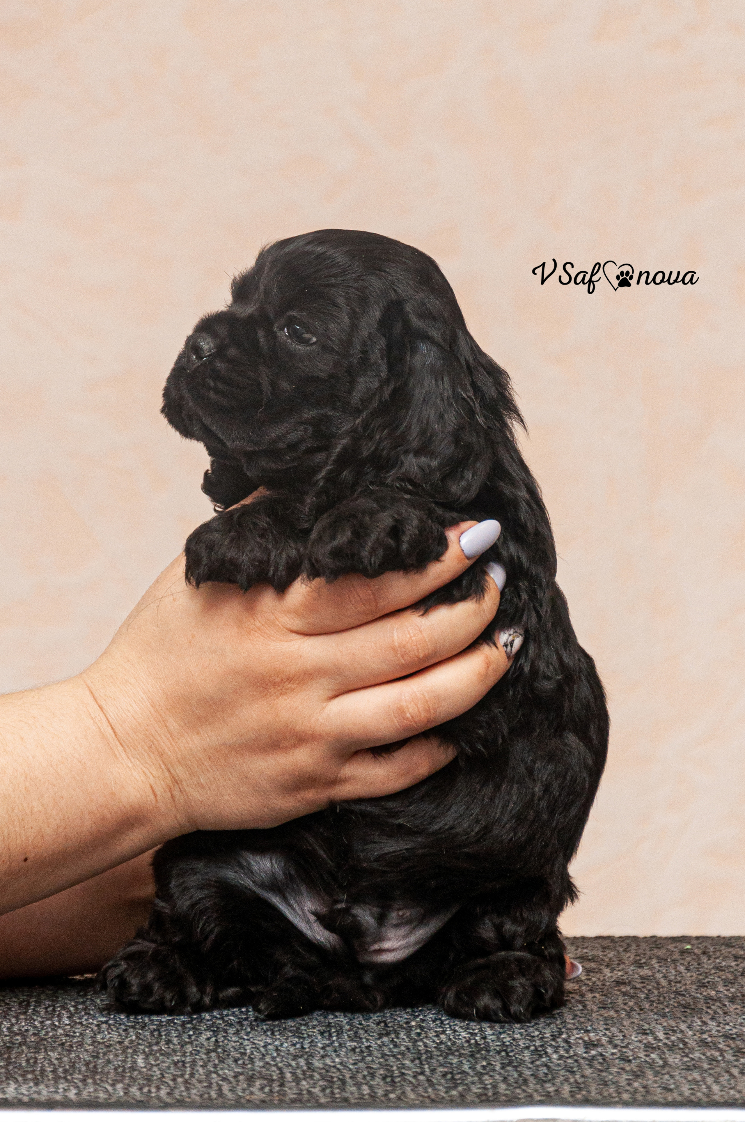 Американский кокер спаниель 26.03.2021. Фотограф анималист Благовещенск. Сафонова Виктория