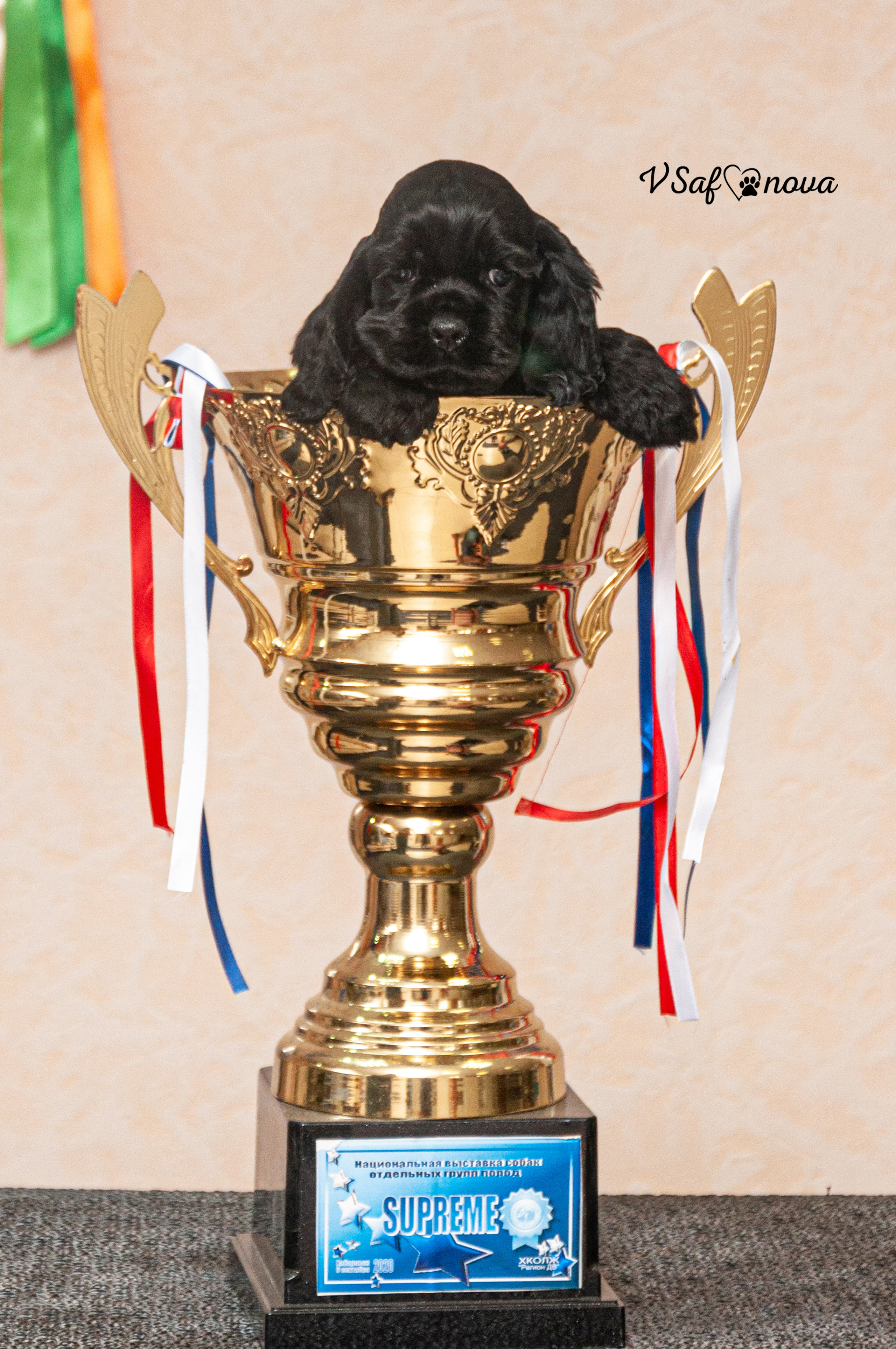 Американский кокер спаниель 26.03.2021. Фотограф анималист Благовещенск. Сафонова Виктория