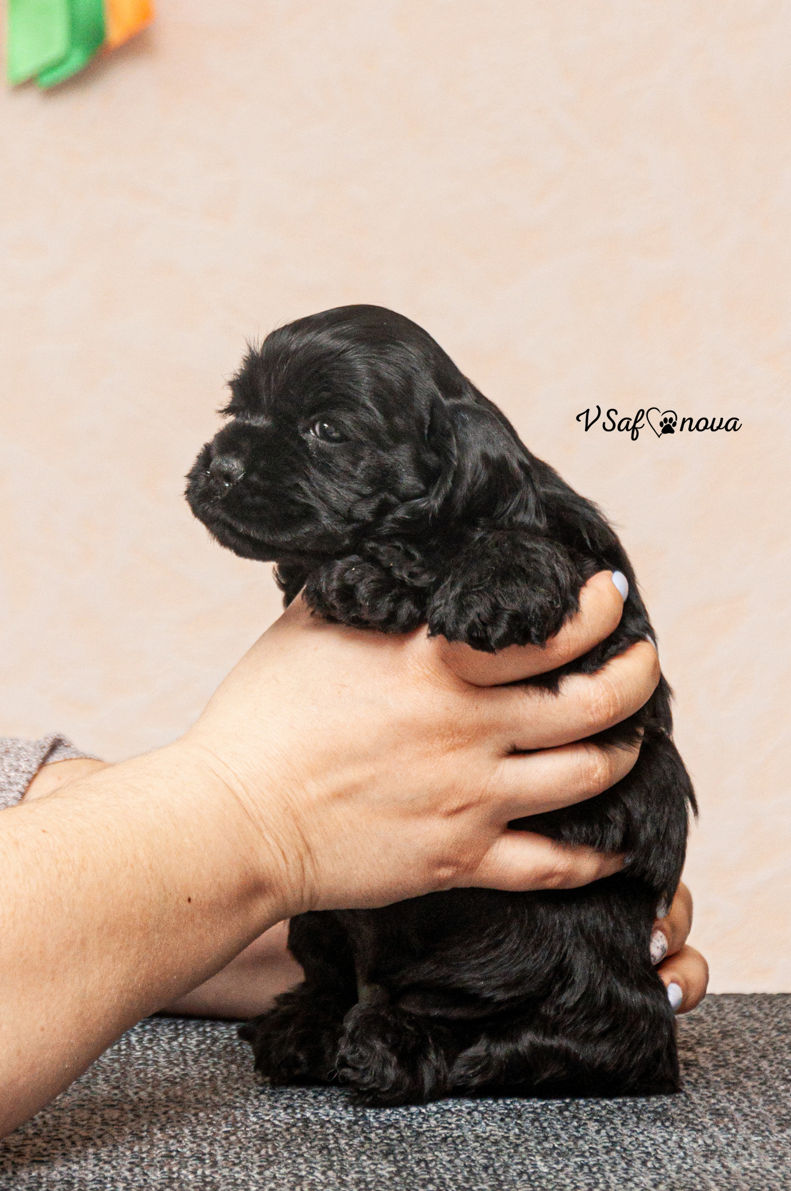 Американский кокер спаниель 26.03.2021. Фотограф анималист Благовещенск. Сафонова Виктория