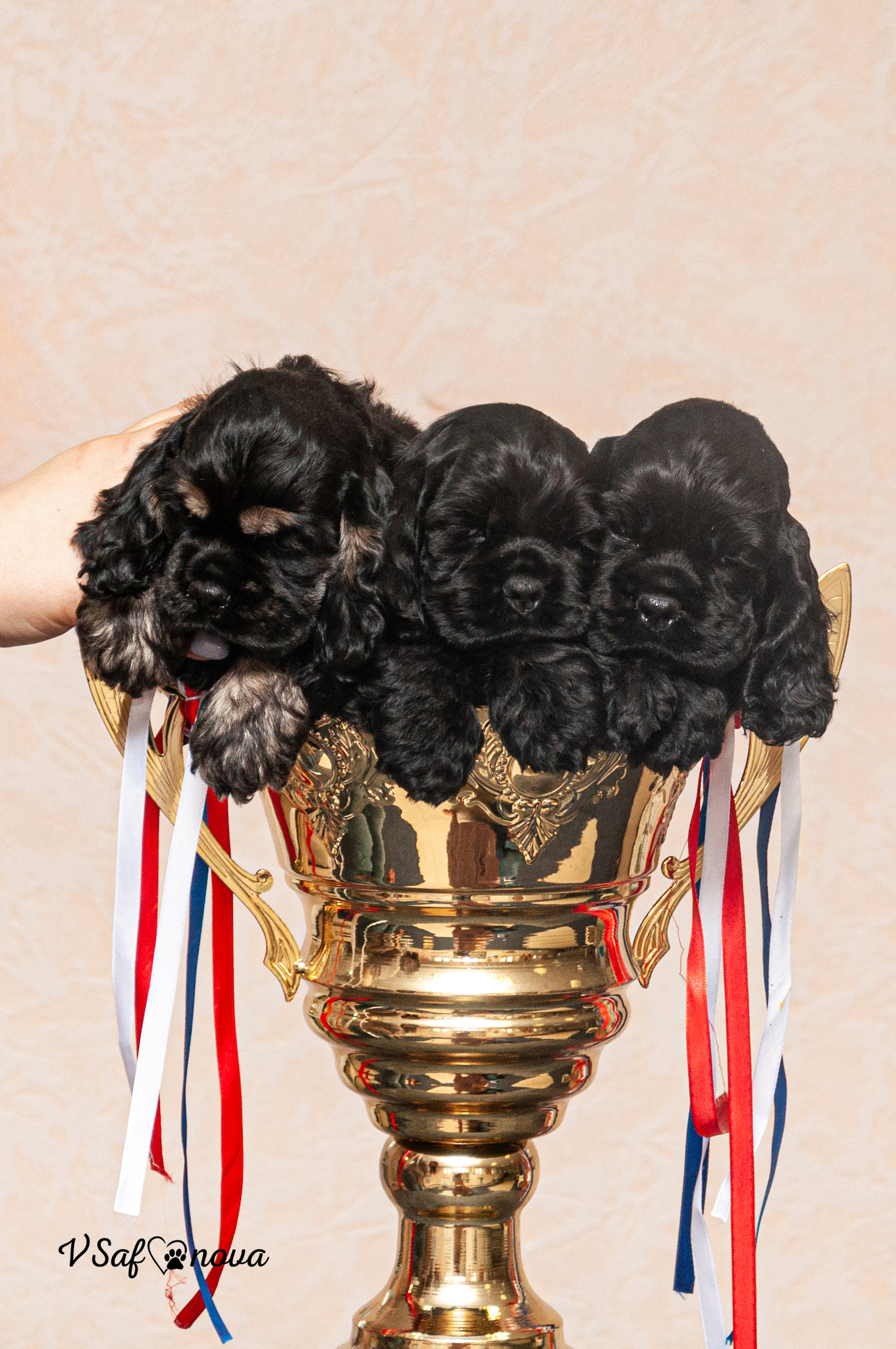 Американский кокер спаниель 26.03.2021. Фотограф анималист Благовещенск. Сафонова Виктория