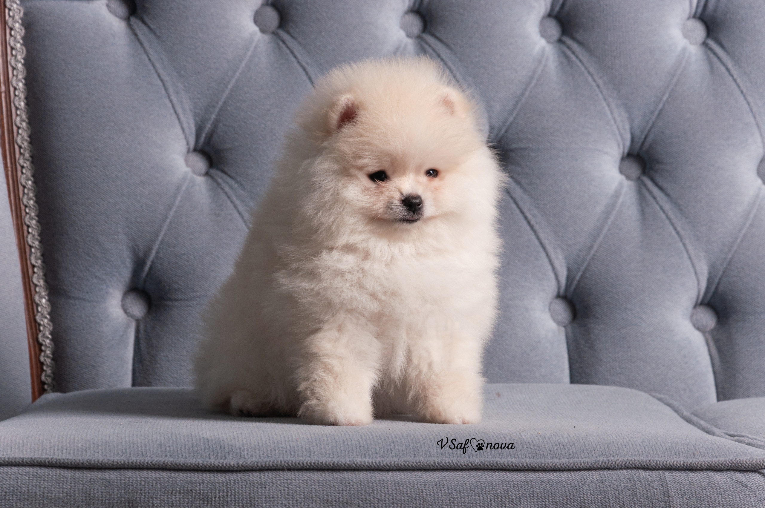 Немецкий шпиц 05.04.2021. Фотограф анималист Благовещенск. Сафонова Виктория