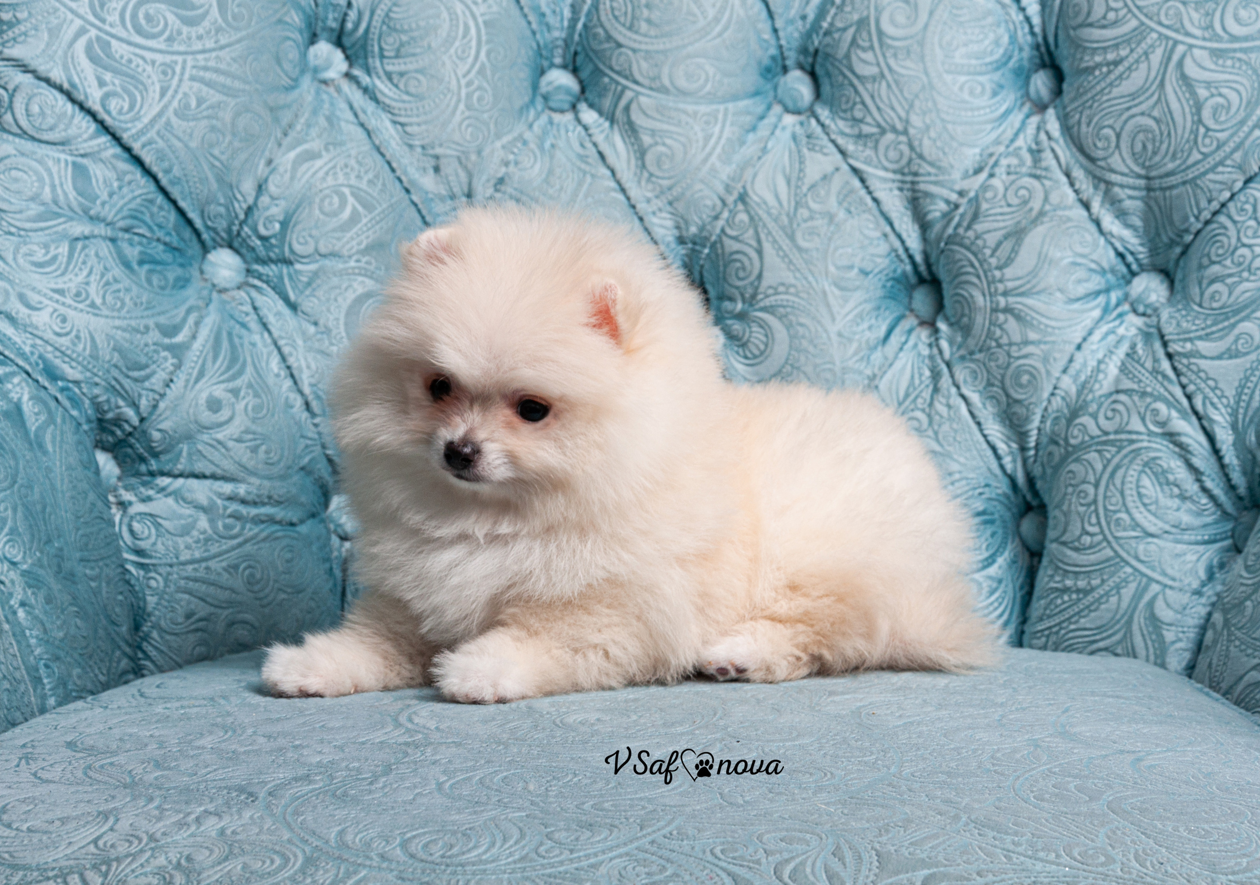 Немецкий шпиц 05.04.2021. Фотограф анималист Благовещенск. Сафонова Виктория