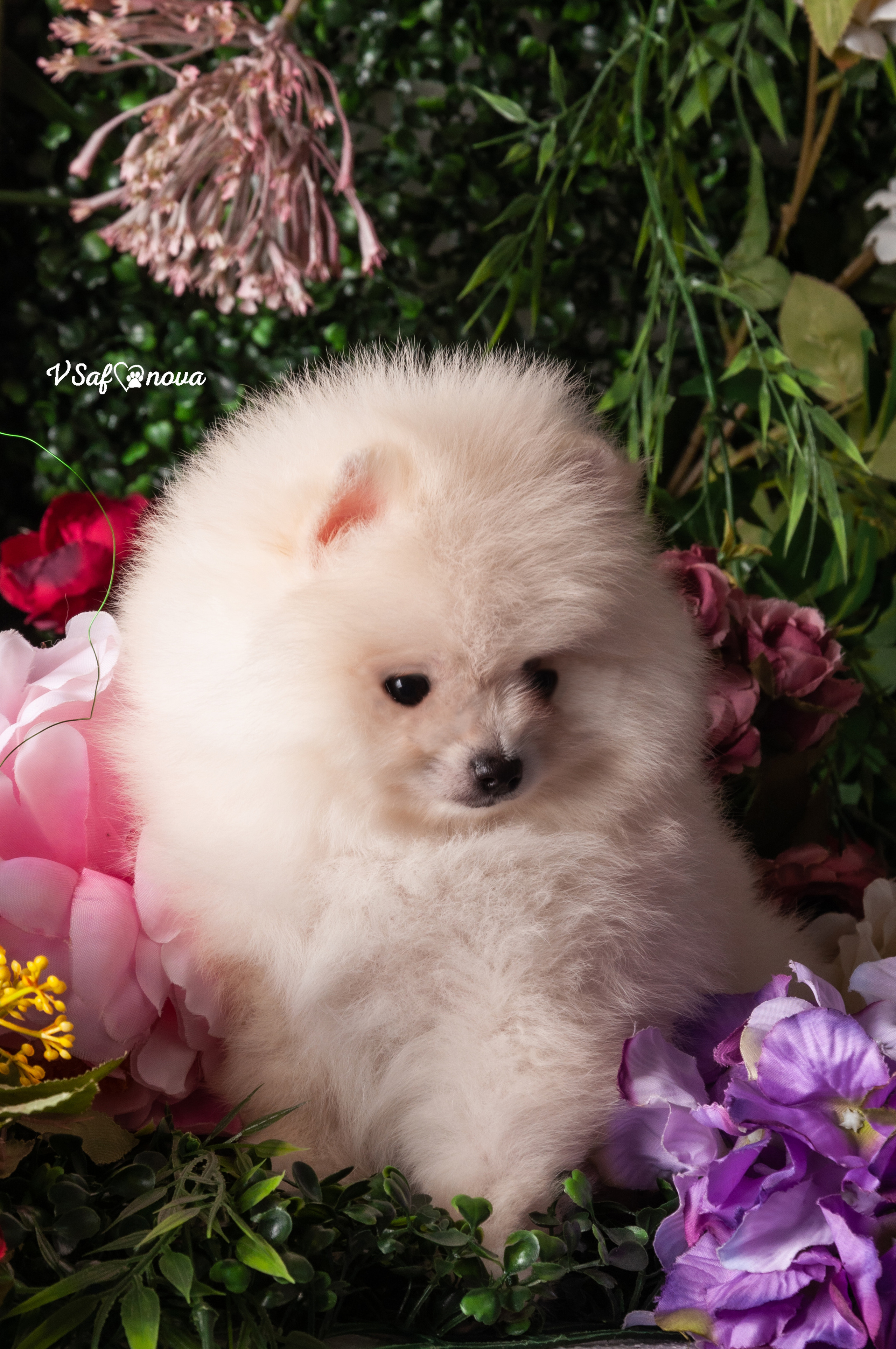 Немецкий шпиц 05.04.2021. Фотограф анималист Благовещенск. Сафонова Виктория