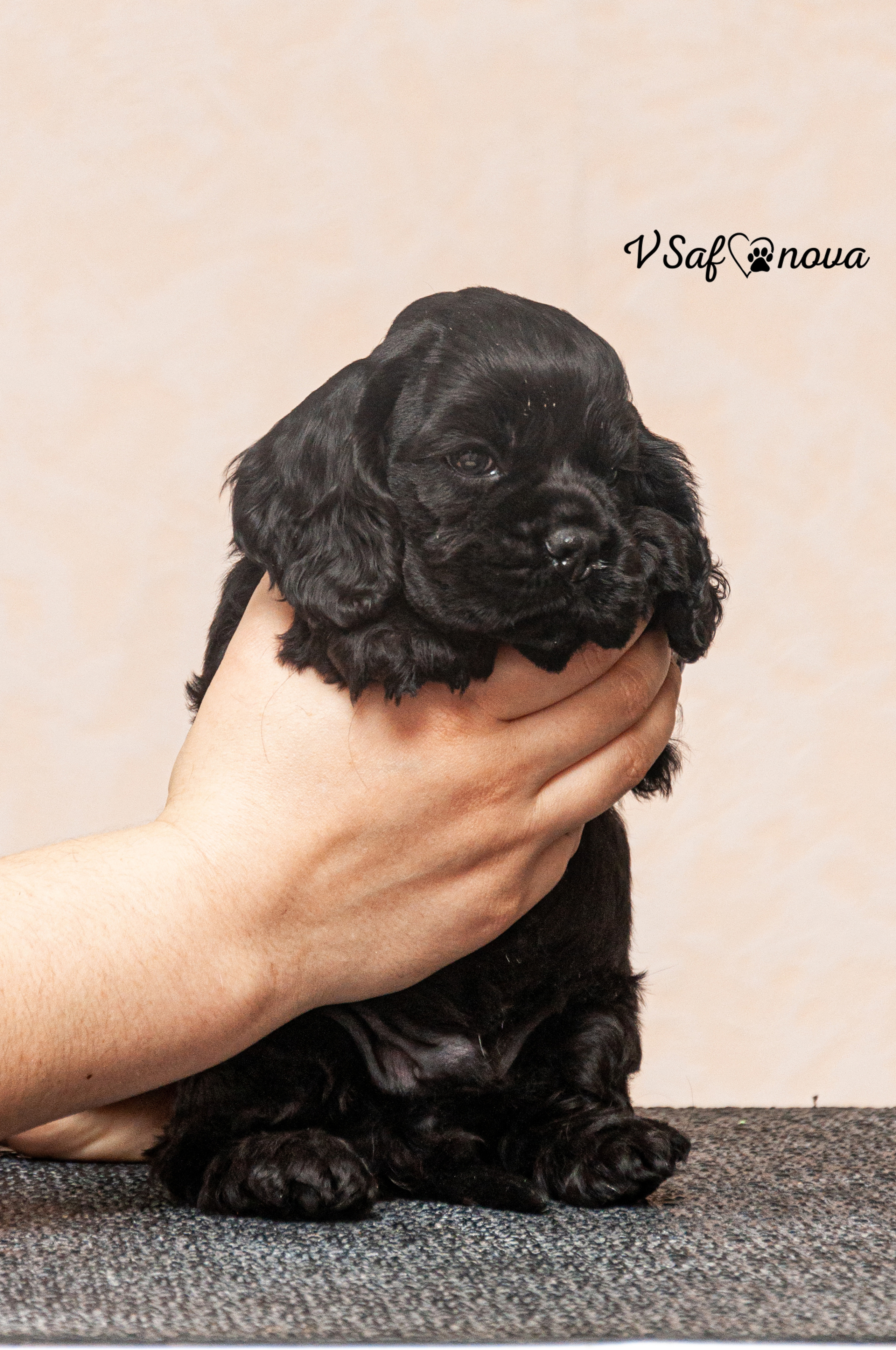 Американский кокер спаниель 26.03.2021. Фотограф анималист Благовещенск. Сафонова Виктория