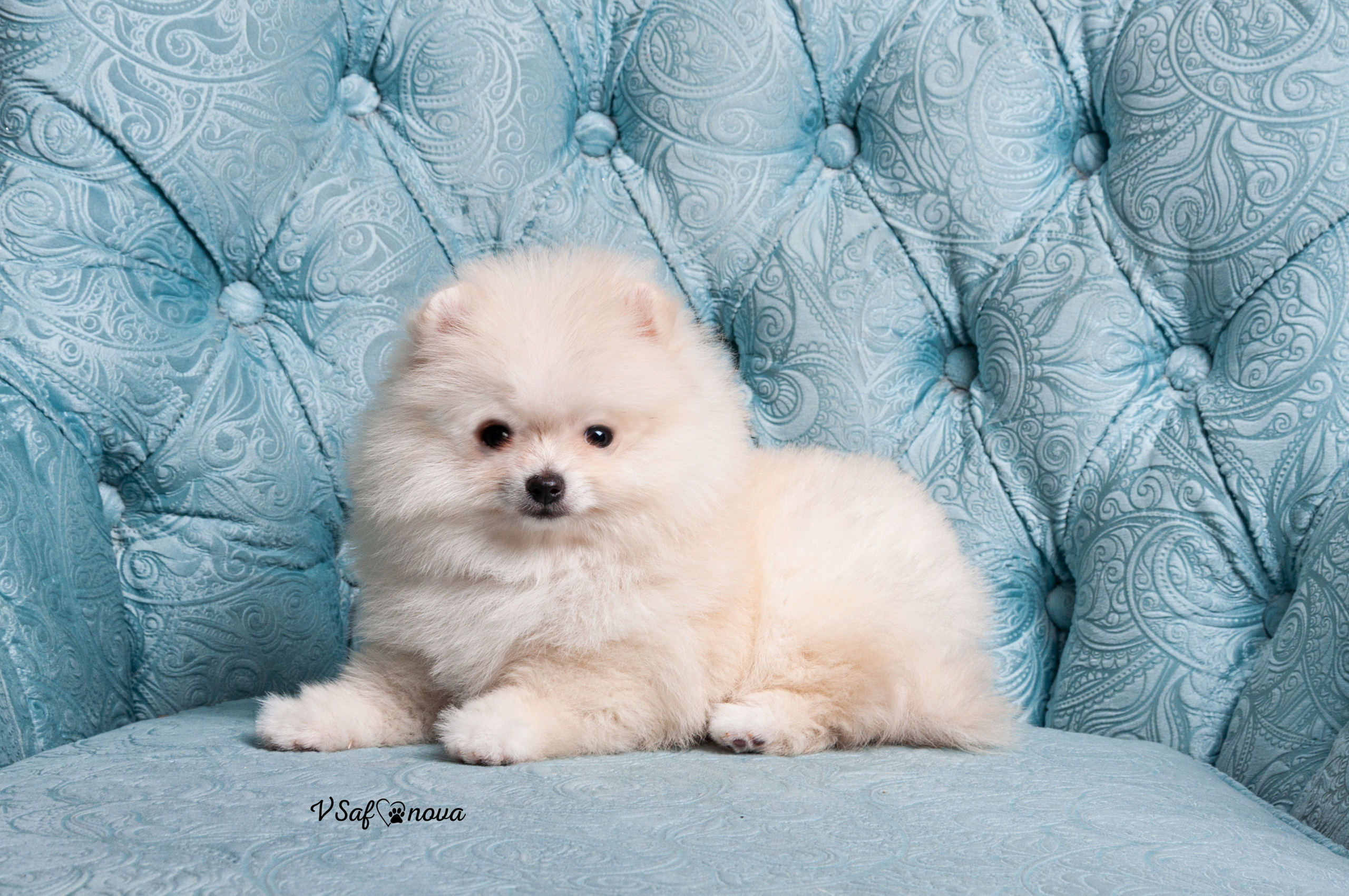 Немецкий шпиц 05.04.2021. Фотограф анималист Благовещенск. Сафонова Виктория