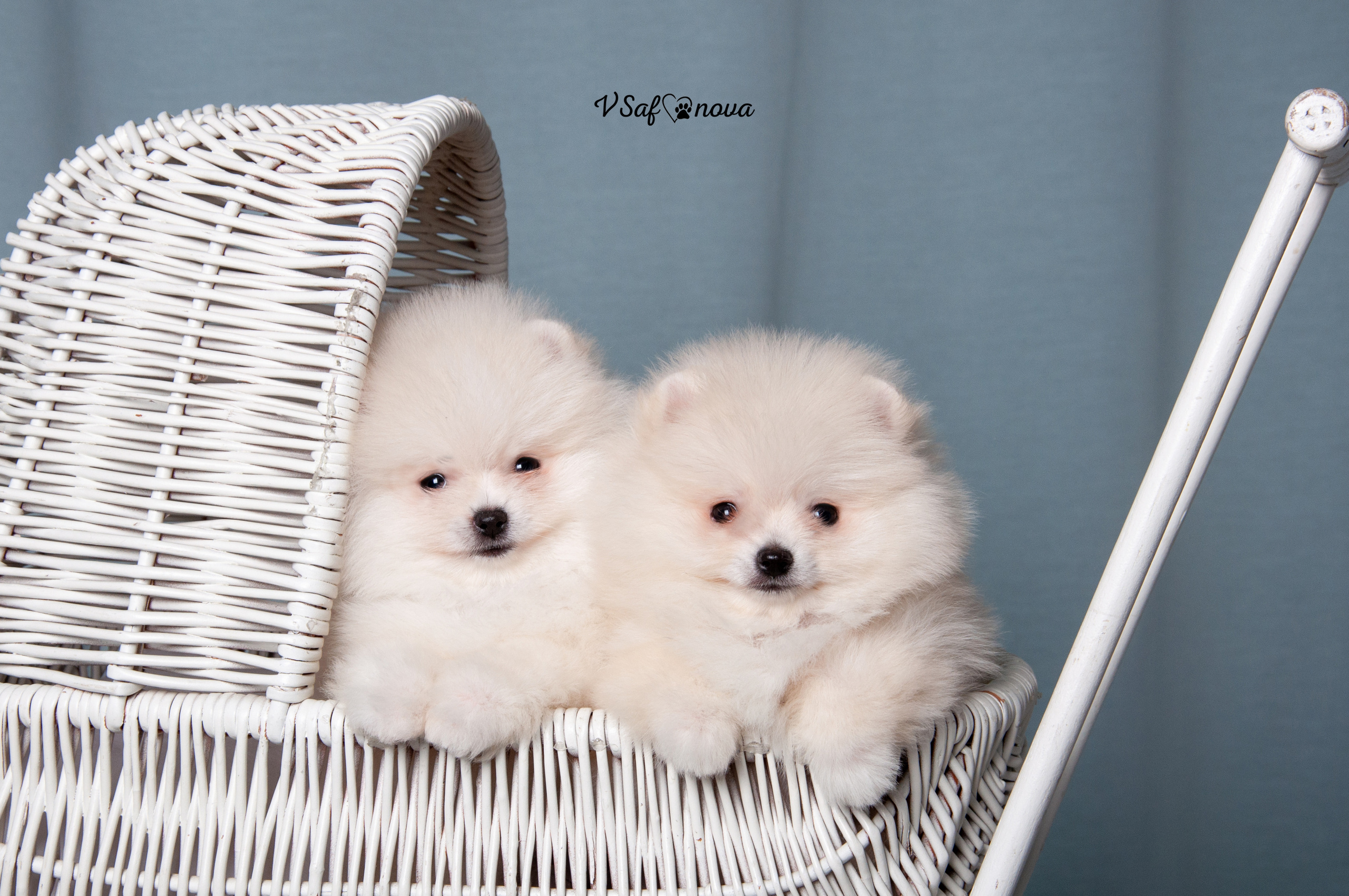 Немецкий шпиц 05.04.2021. Фотограф анималист Благовещенск. Сафонова Виктория