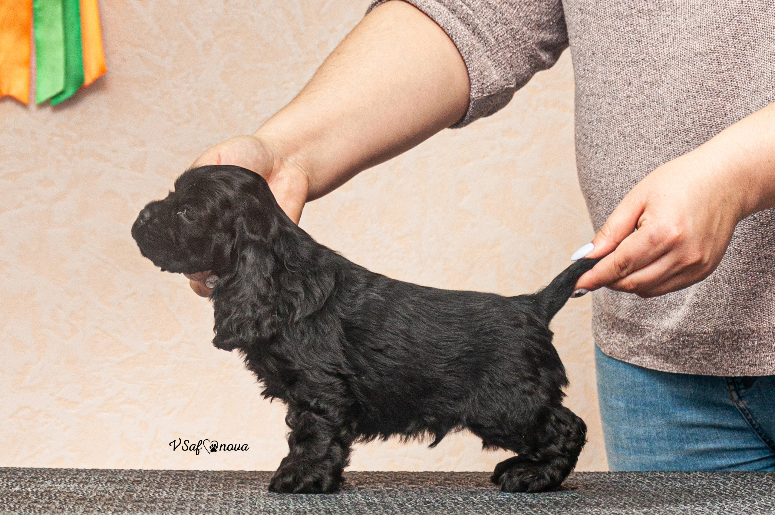 Американский кокер спаниель 26.03.2021. Фотограф анималист Благовещенск. Сафонова Виктория