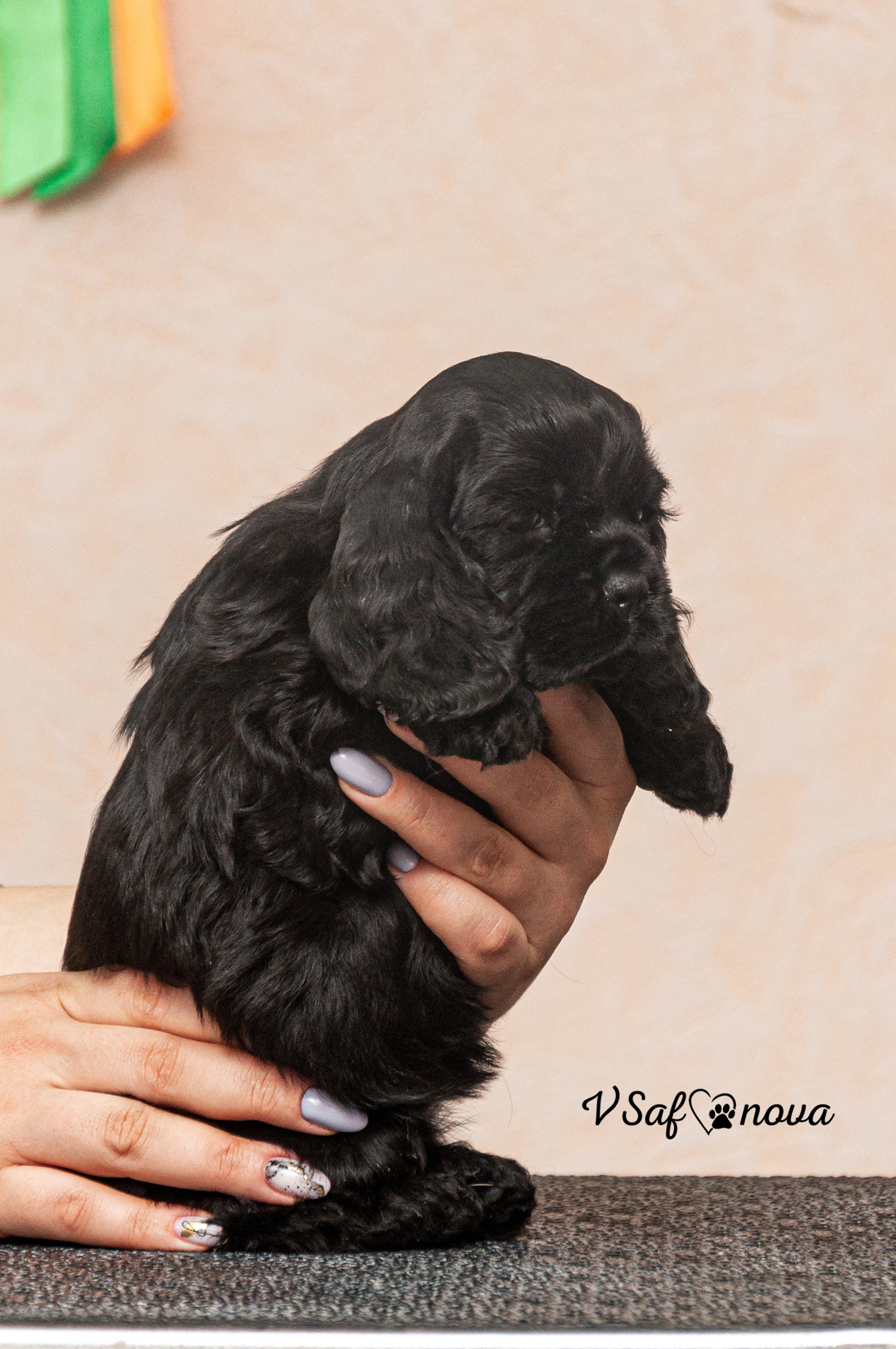 Американский кокер спаниель 26.03.2021. Фотограф анималист Благовещенск. Сафонова Виктория