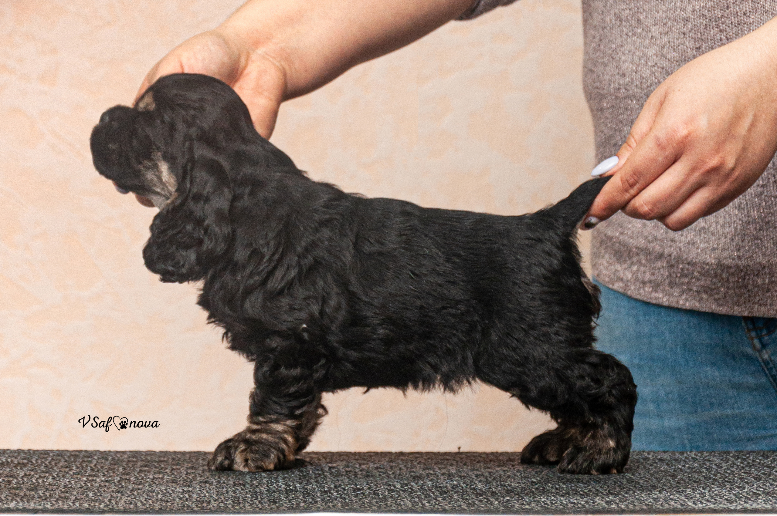 Американский кокер спаниель 26.03.2021. Фотограф анималист Благовещенск. Сафонова Виктория