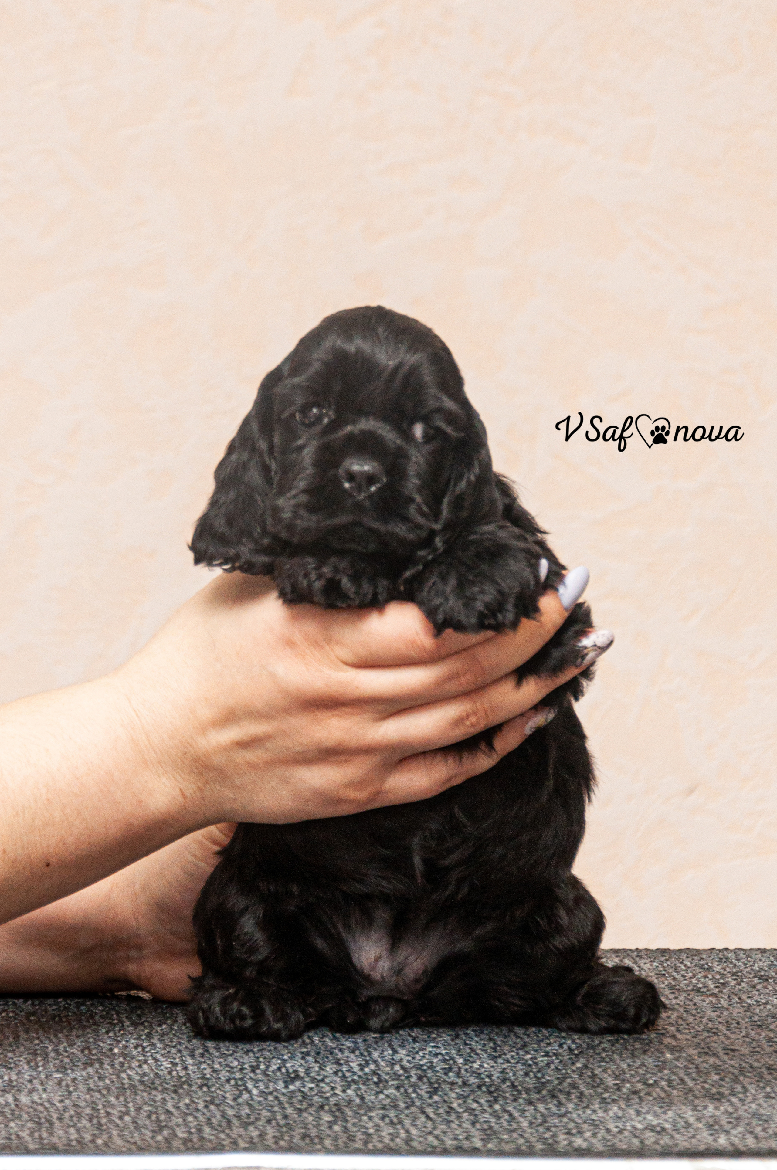 Американский кокер спаниель 26.03.2021. Фотограф анималист Благовещенск. Сафонова Виктория