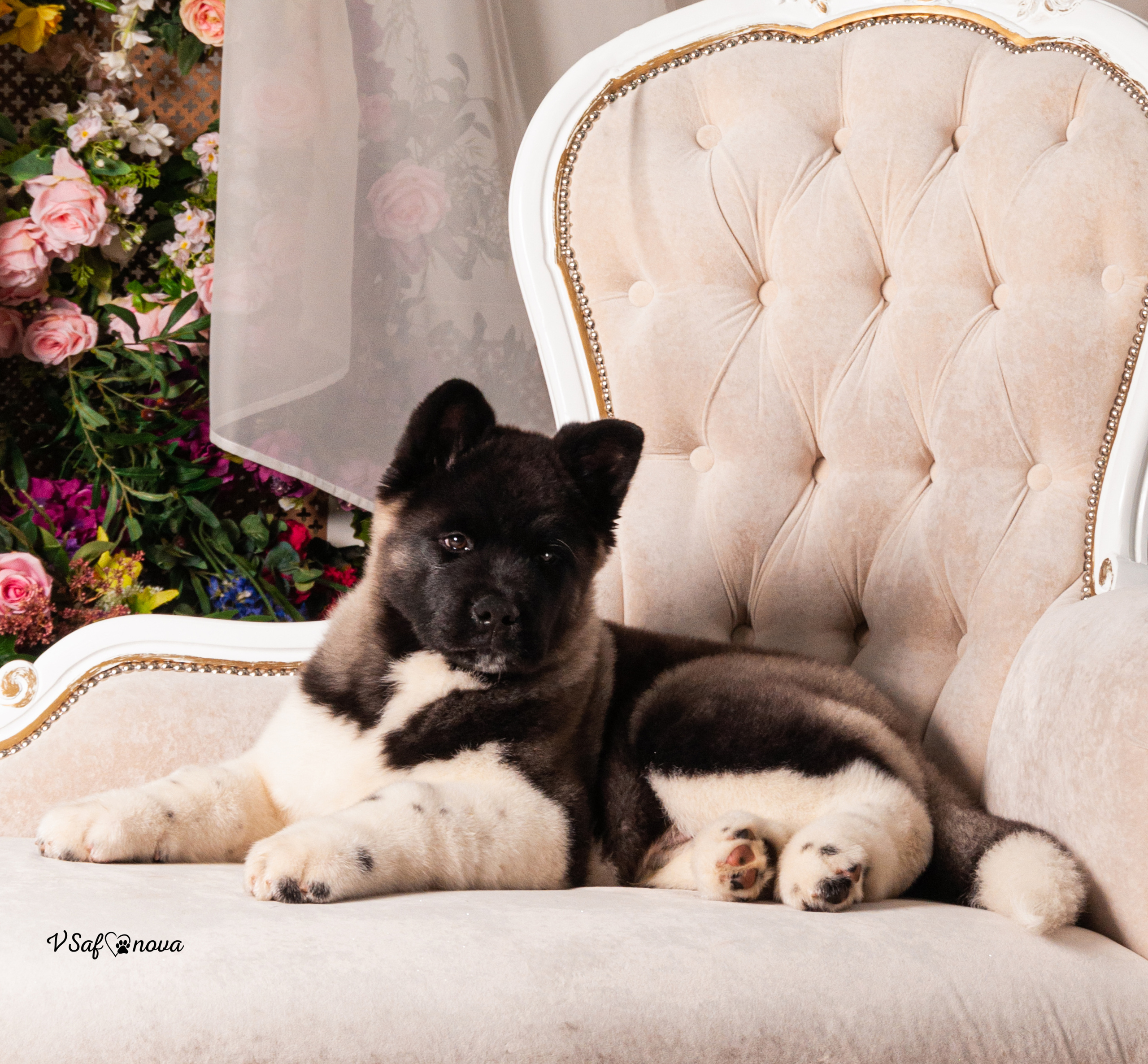 Кинг 05.04.2021. Фотограф анималист Благовещенск. Сафонова Виктория