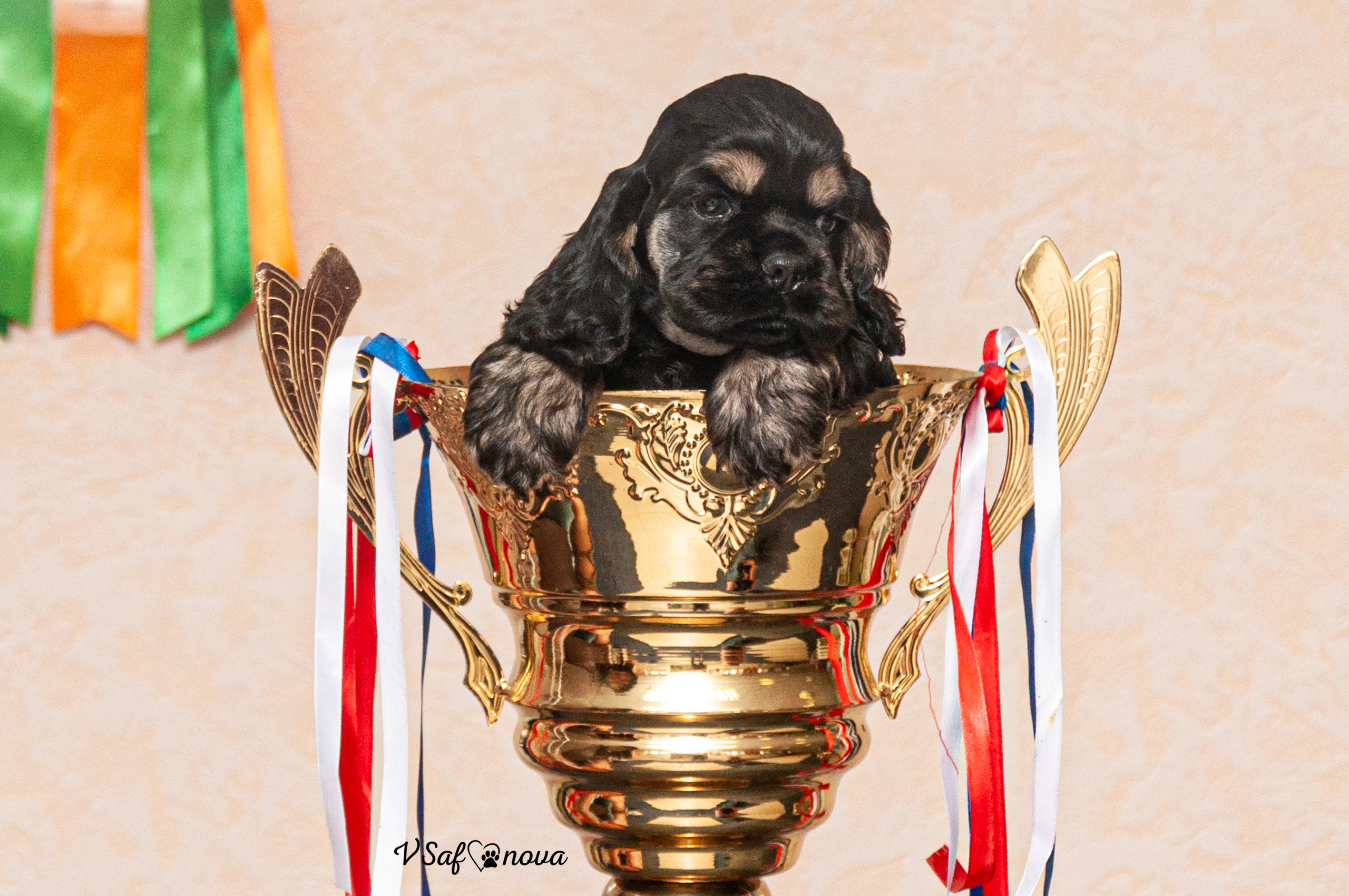 Американский кокер спаниель 26.03.2021. Фотограф анималист Благовещенск. Сафонова Виктория