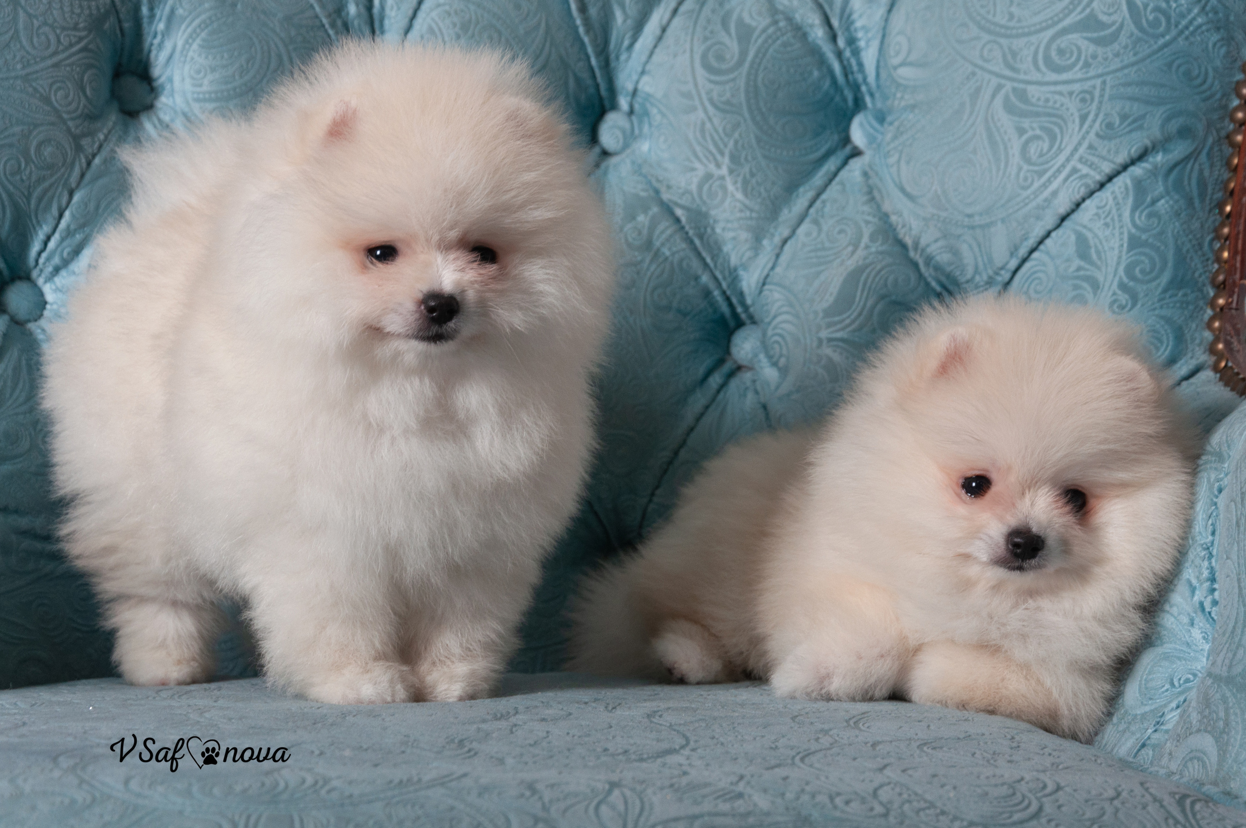 Немецкий шпиц 05.04.2021. Фотограф анималист Благовещенск. Сафонова Виктория
