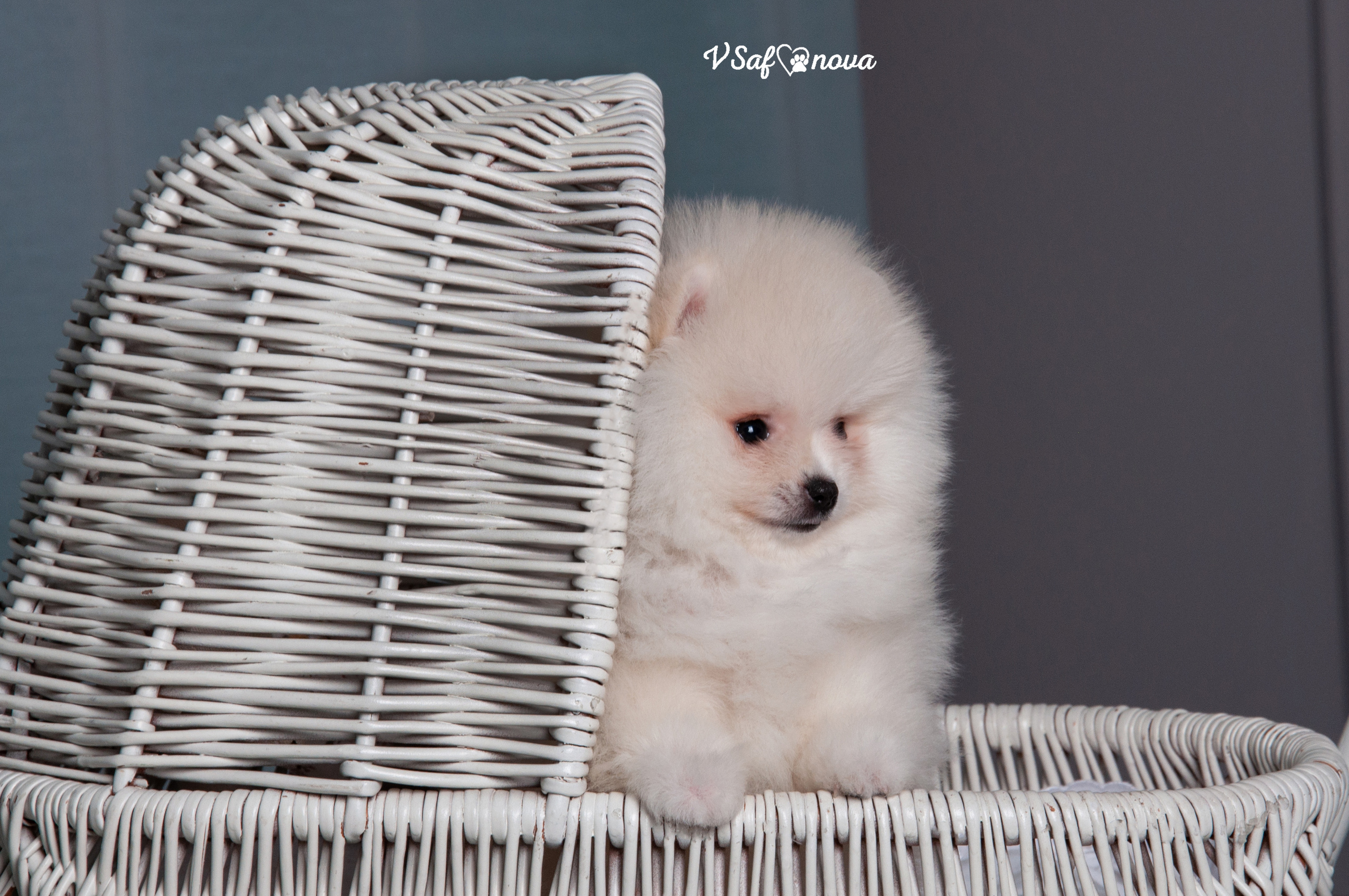 Немецкий шпиц 05.04.2021. Фотограф анималист Благовещенск. Сафонова Виктория