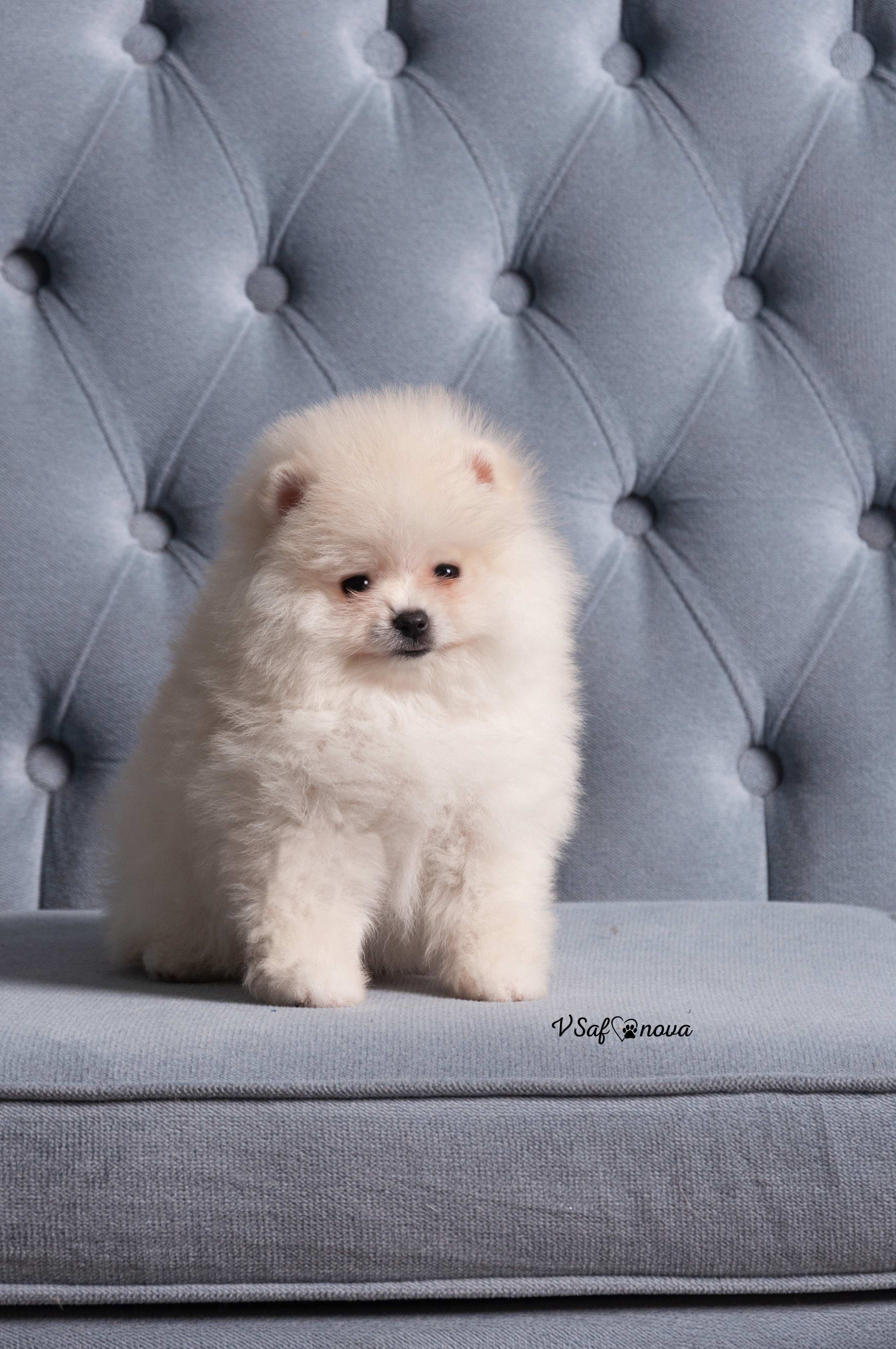 Немецкий шпиц 05.04.2021. Фотограф анималист Благовещенск. Сафонова Виктория