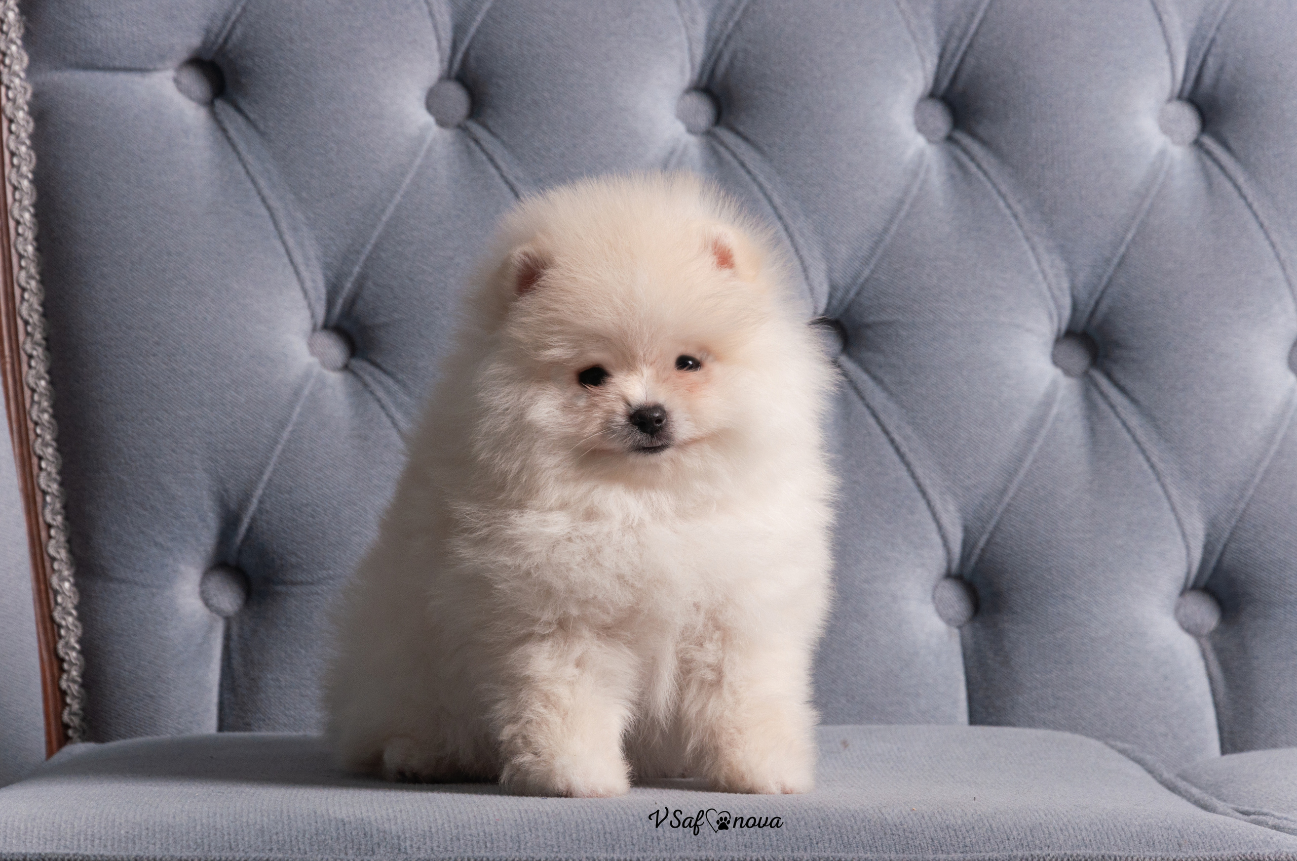 Немецкий шпиц 05.04.2021. Фотограф анималист Благовещенск. Сафонова Виктория