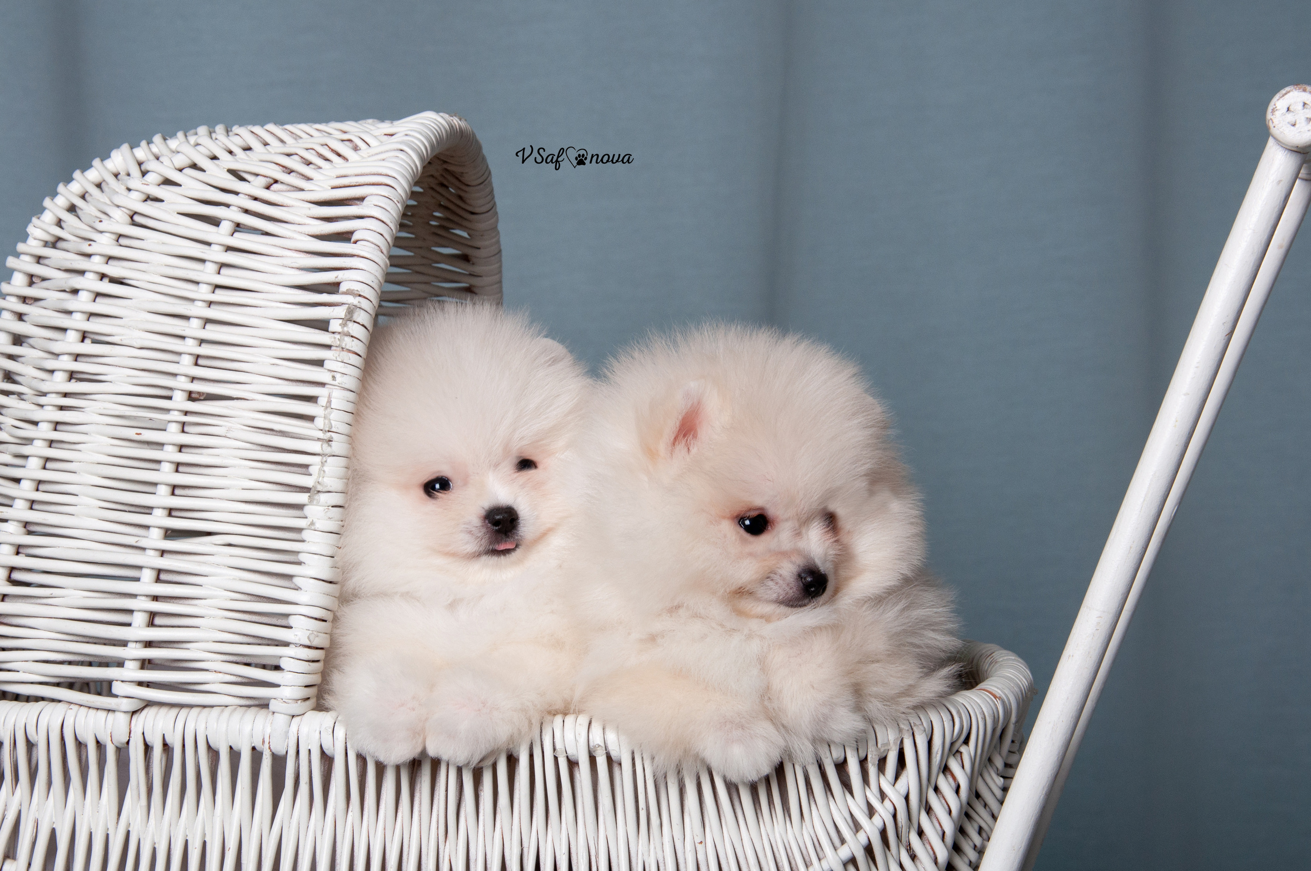 Немецкий шпиц 05.04.2021. Фотограф анималист Благовещенск. Сафонова Виктория