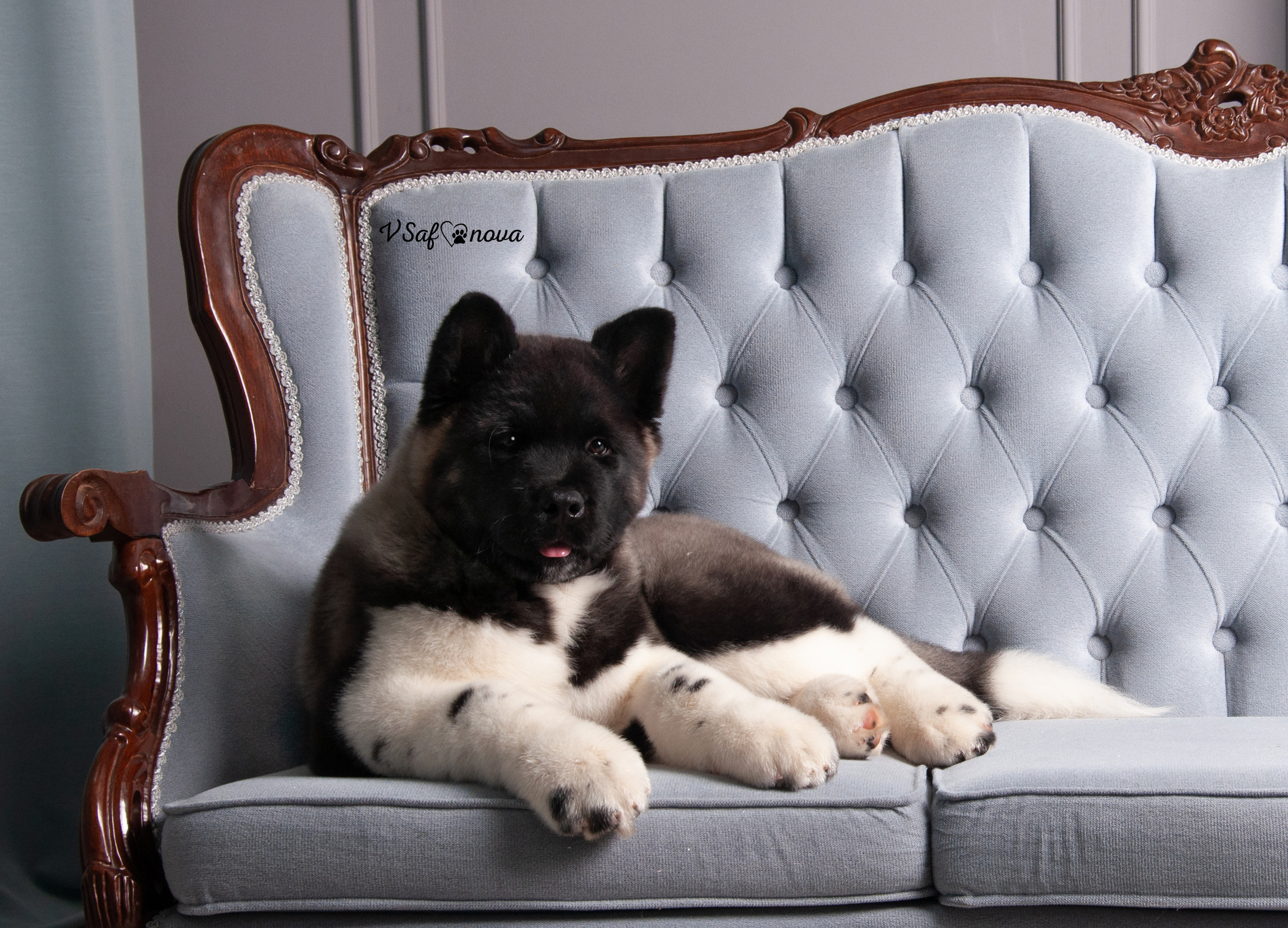 Кинг 05.04.2021. Фотограф анималист Благовещенск. Сафонова Виктория