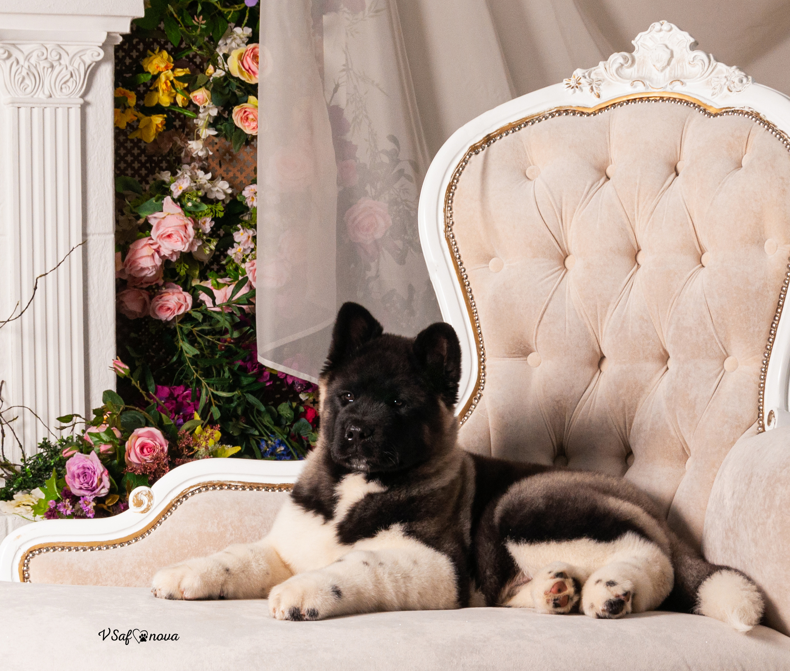 Кинг 05.04.2021. Фотограф анималист Благовещенск. Сафонова Виктория