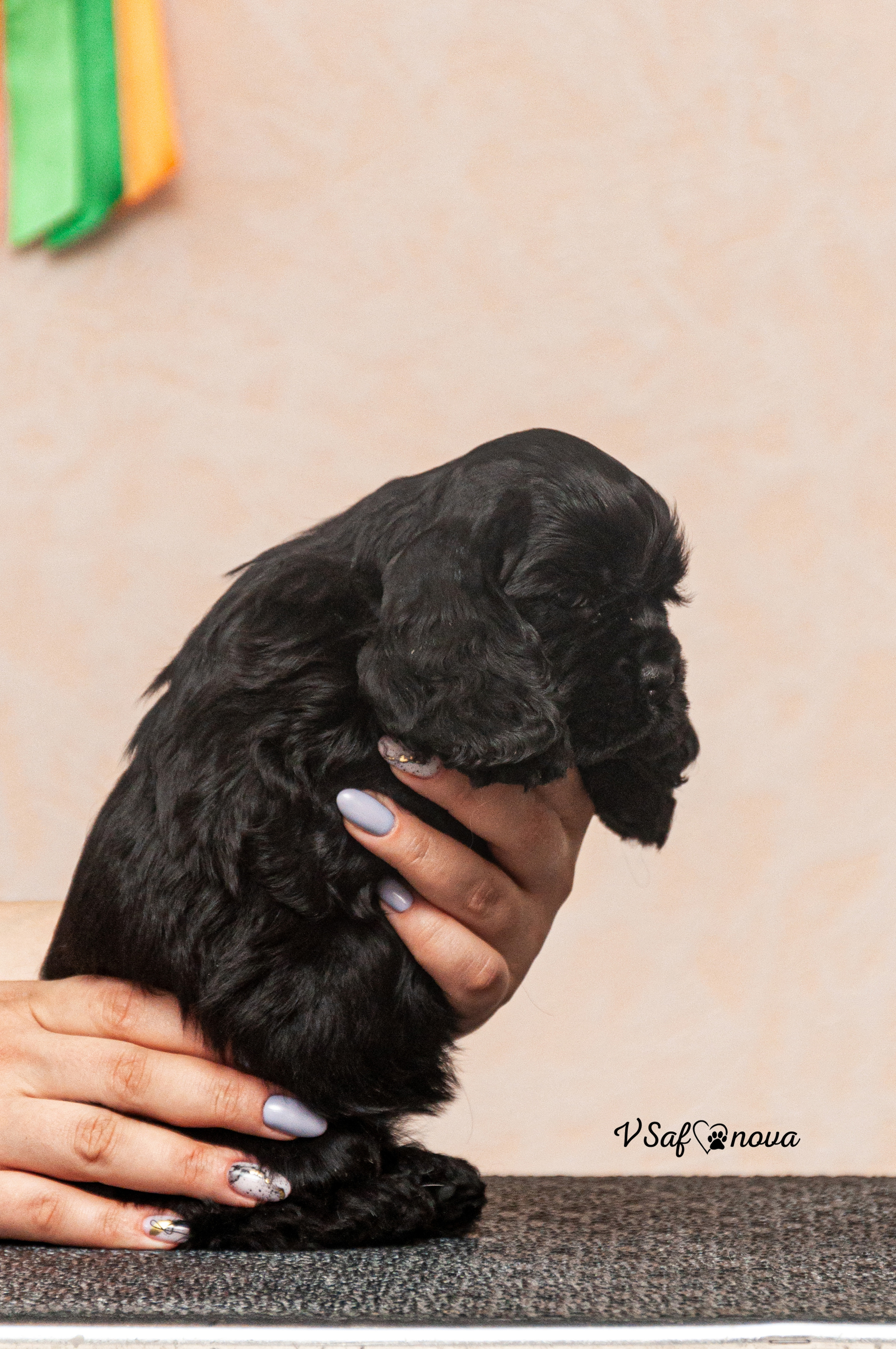 Американский кокер спаниель 26.03.2021. Фотограф анималист Благовещенск. Сафонова Виктория