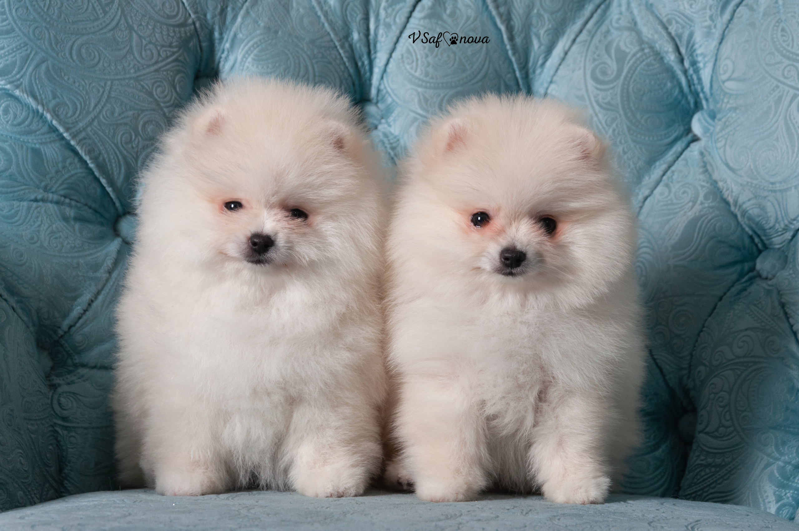 Немецкий шпиц 05.04.2021. Фотограф анималист Благовещенск. Сафонова Виктория