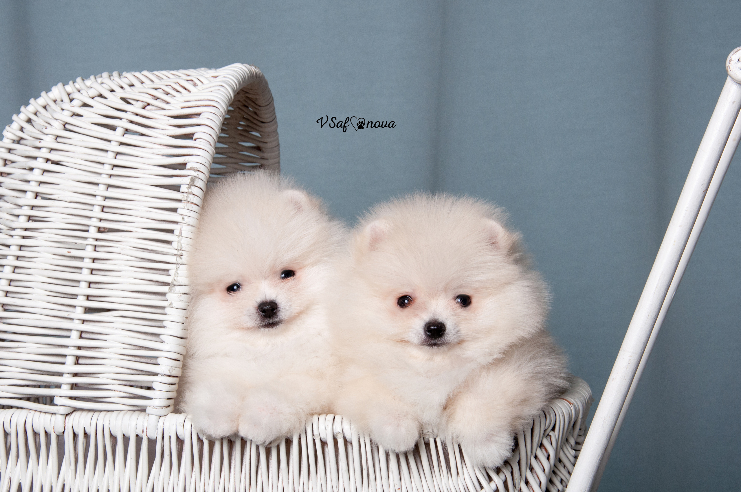 Немецкий шпиц 05.04.2021. Фотограф анималист Благовещенск. Сафонова Виктория