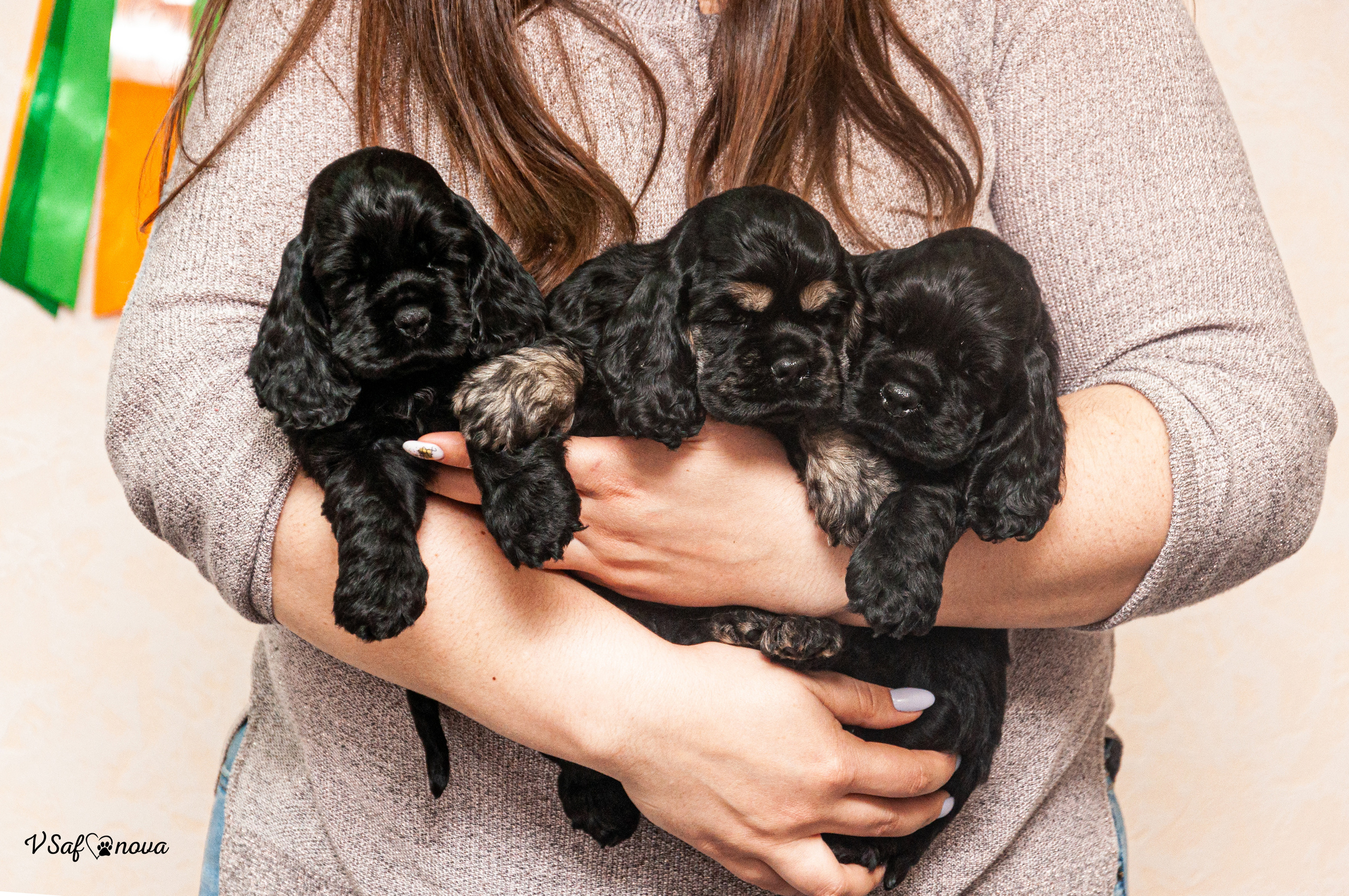 Американский кокер спаниель 26.03.2021. Фотограф анималист Благовещенск. Сафонова Виктория