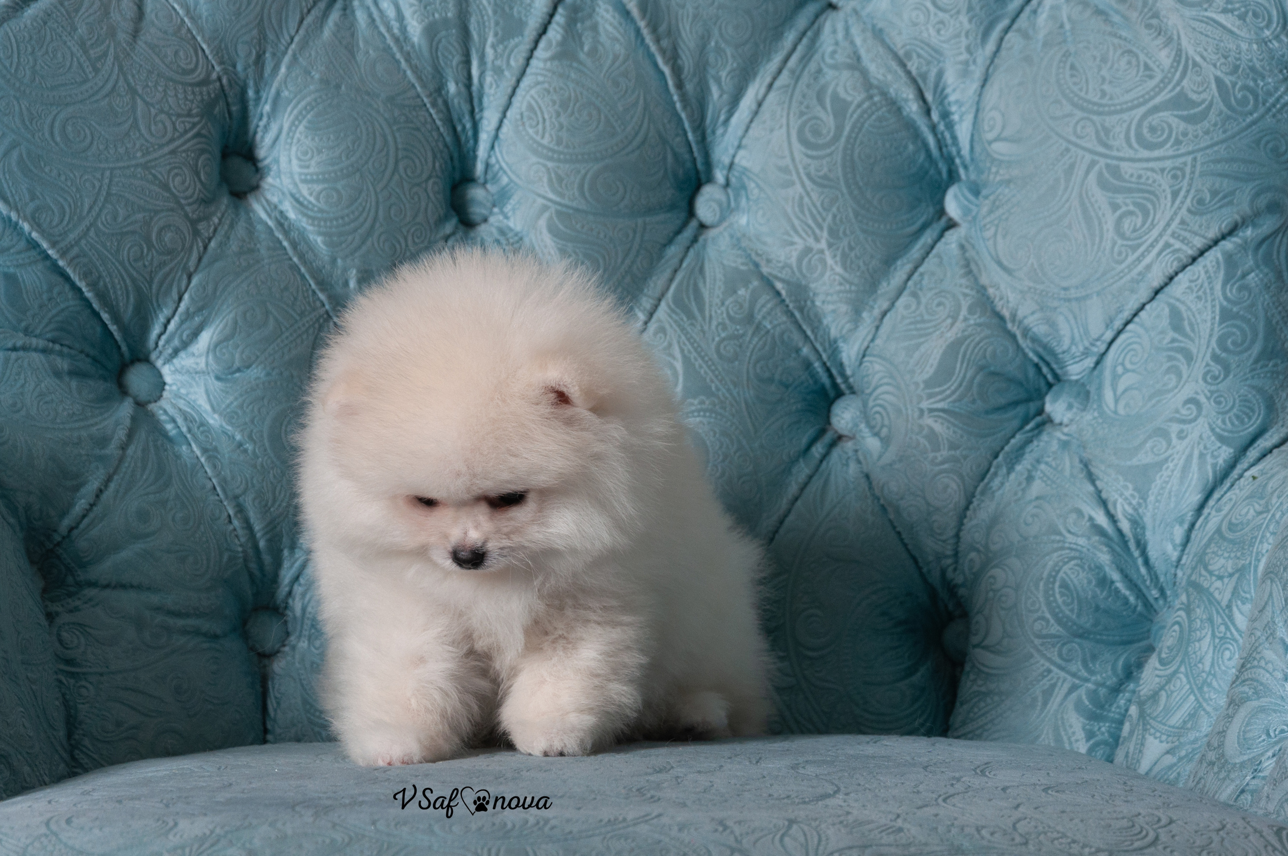 Немецкий шпиц 05.04.2021. Фотограф анималист Благовещенск. Сафонова Виктория