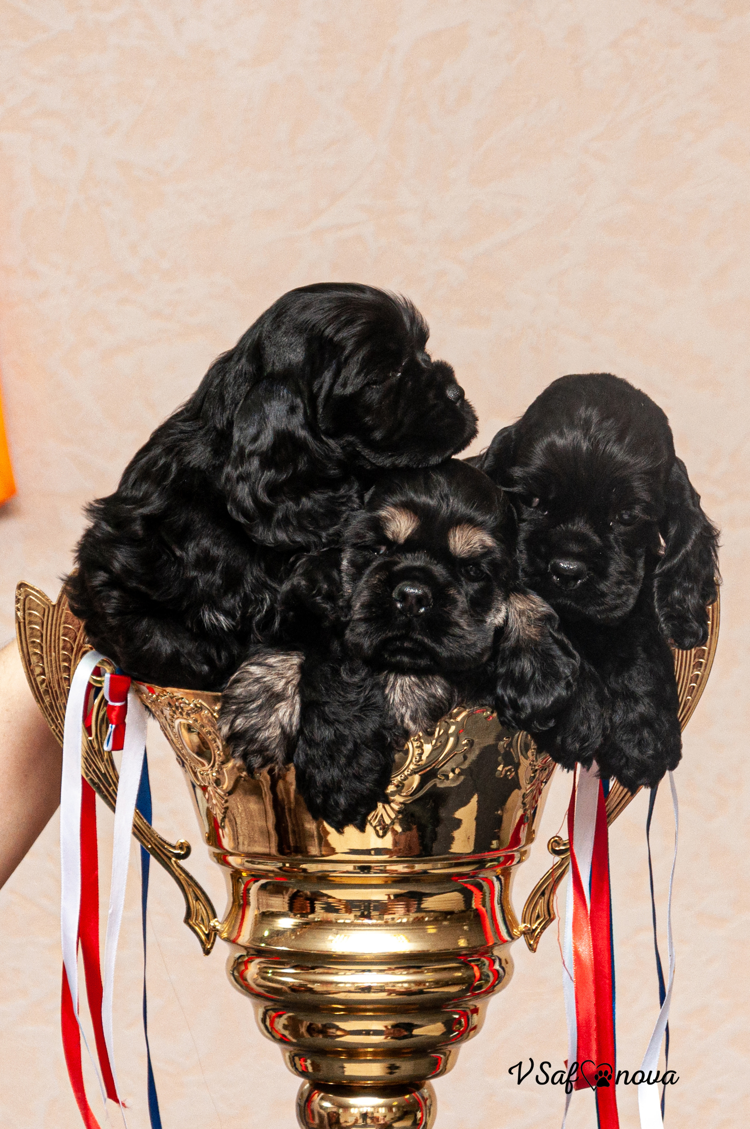 Американский кокер спаниель 26.03.2021. Фотограф анималист Благовещенск. Сафонова Виктория