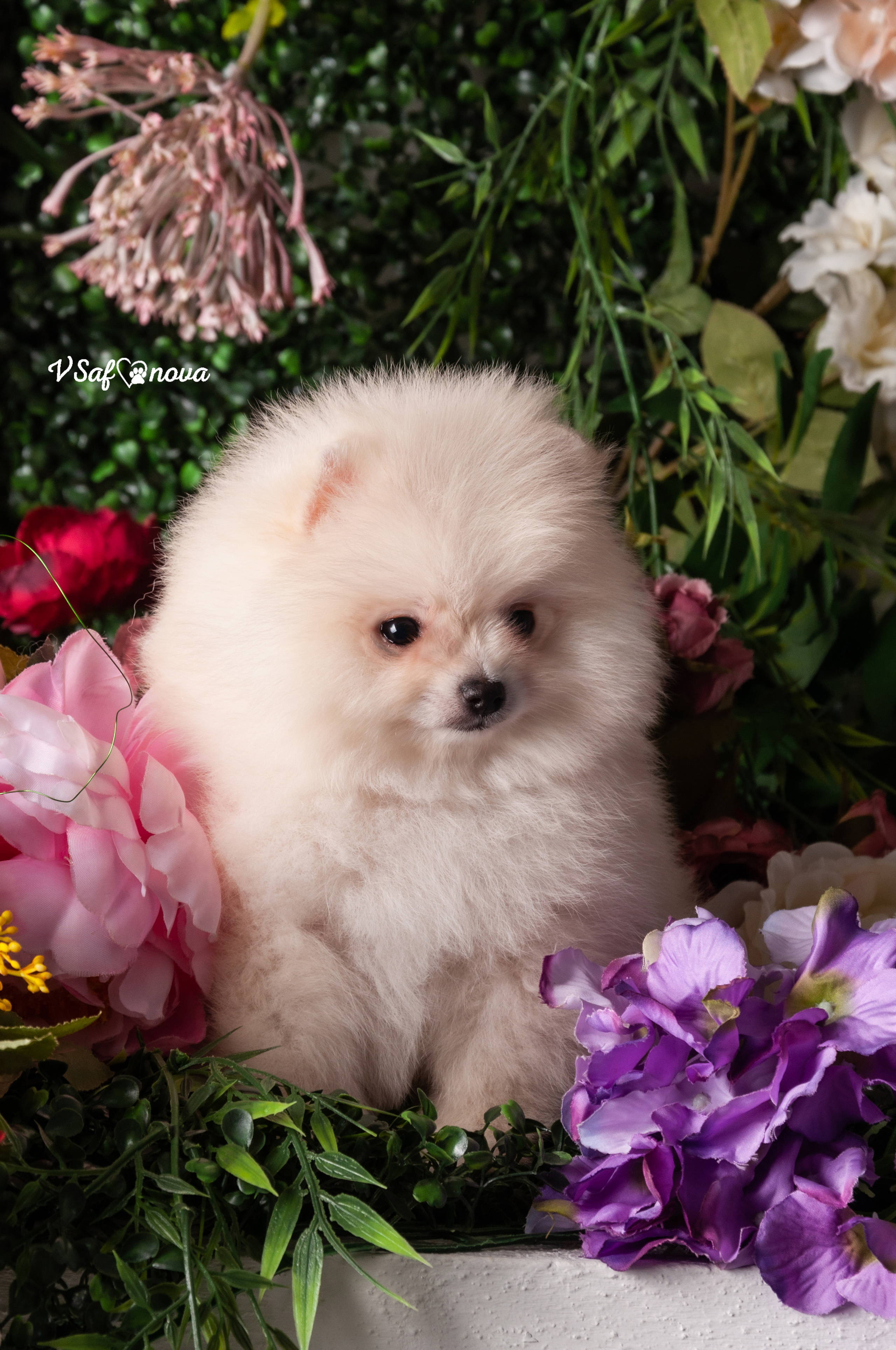 Немецкий шпиц 05.04.2021. Фотограф анималист Благовещенск. Сафонова Виктория