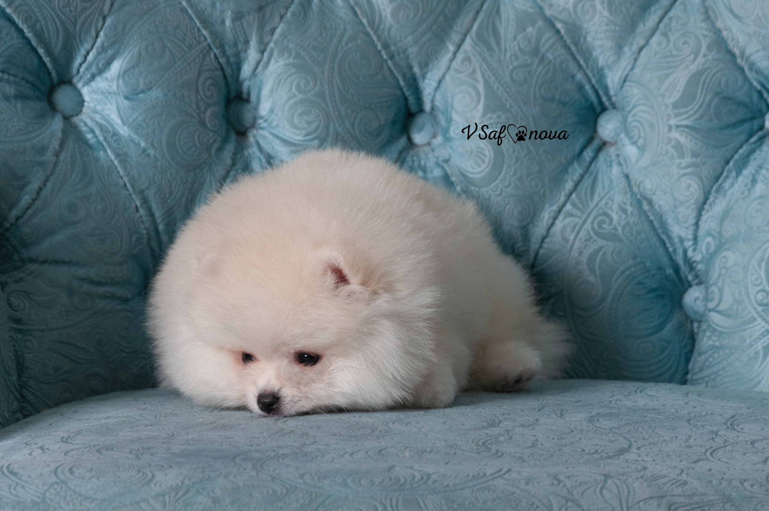 Немецкий шпиц 05.04.2021. Фотограф анималист Благовещенск. Сафонова Виктория