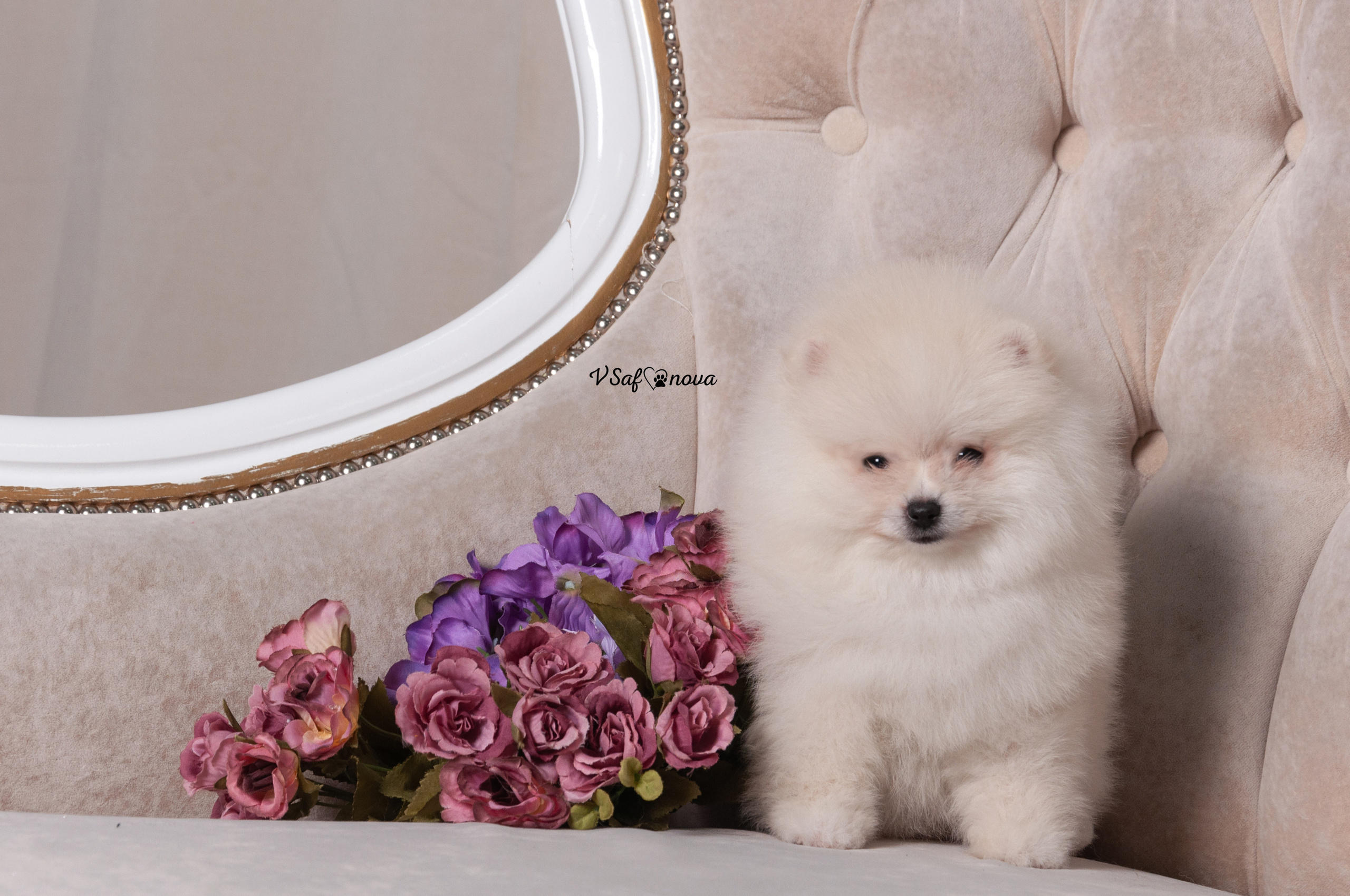 Немецкий шпиц 05.04.2021. Фотограф анималист Благовещенск. Сафонова Виктория