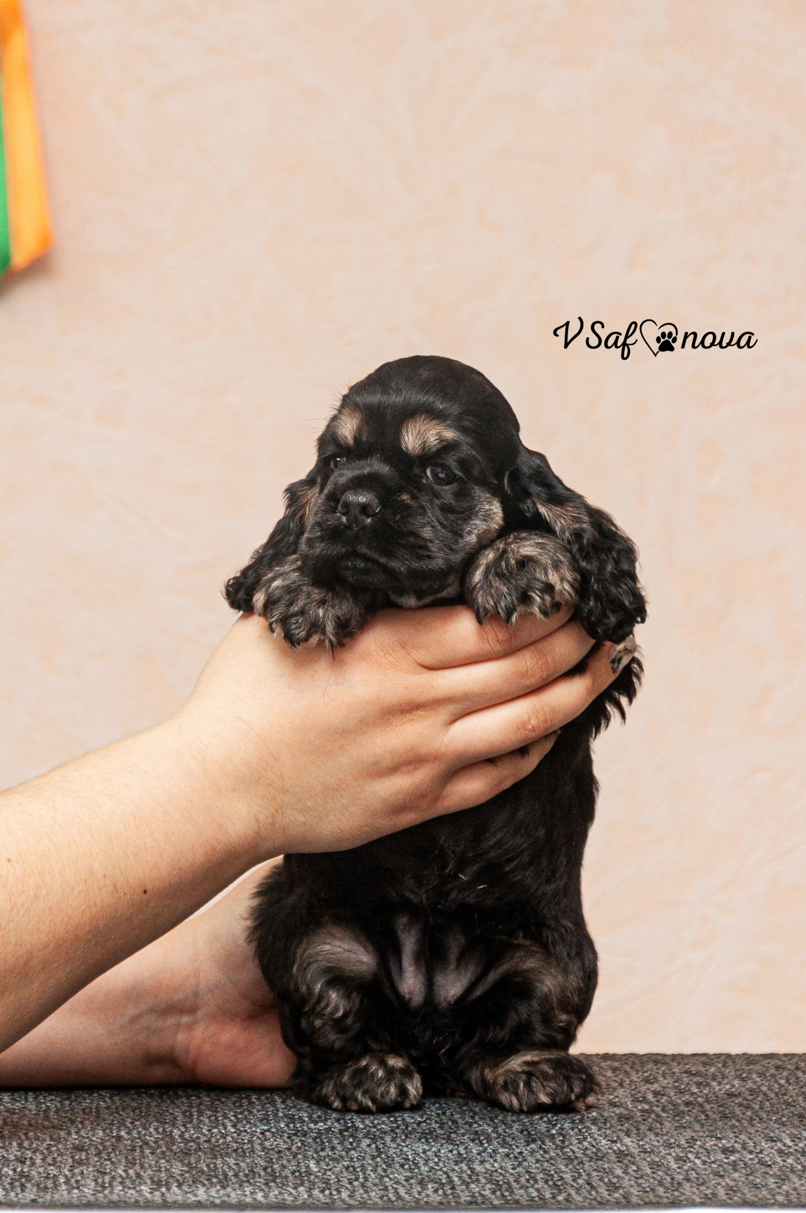 Американский кокер спаниель 26.03.2021. Фотограф анималист Благовещенск. Сафонова Виктория