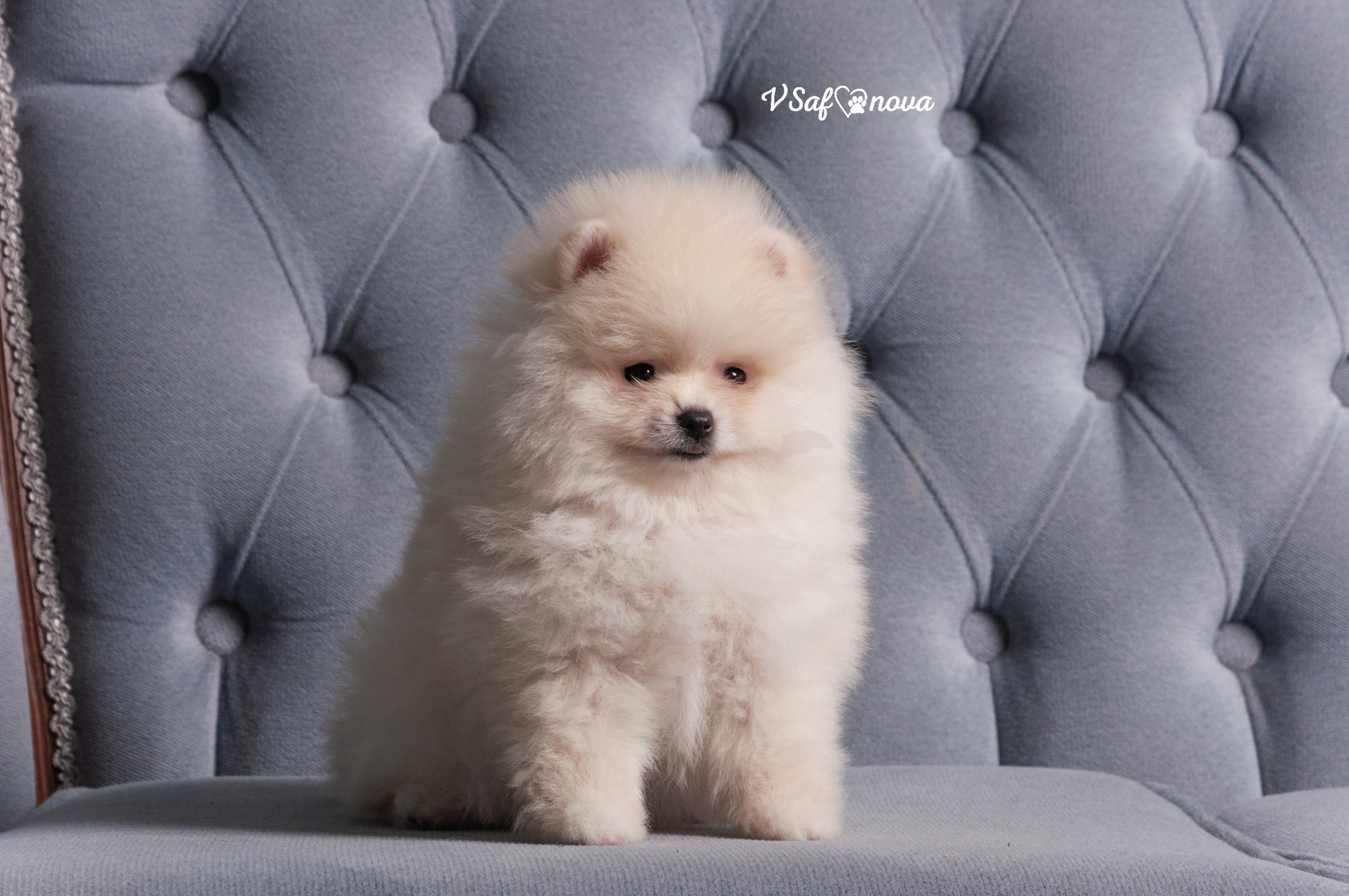 Немецкий шпиц 05.04.2021. Фотограф анималист Благовещенск. Сафонова Виктория