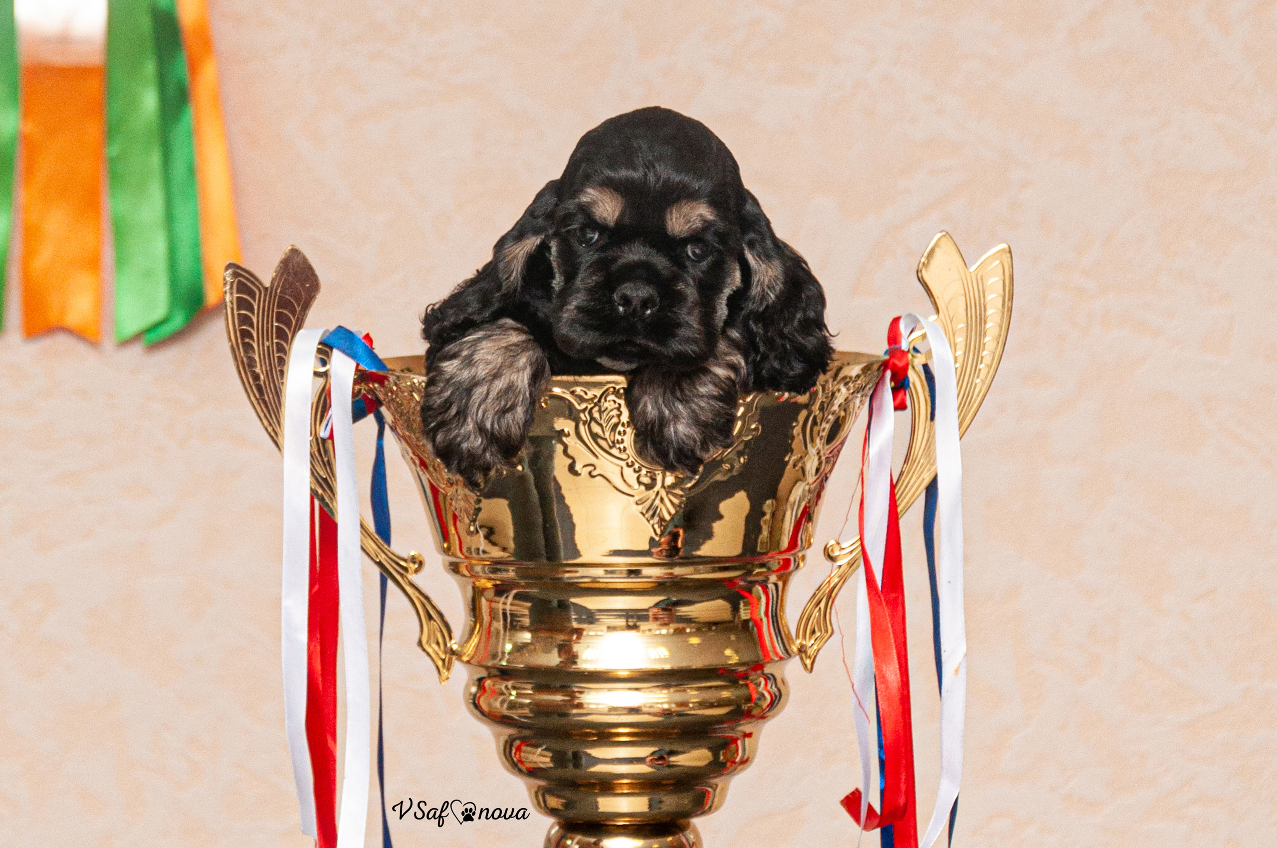 Американский кокер спаниель 26.03.2021. Фотограф анималист Благовещенск. Сафонова Виктория