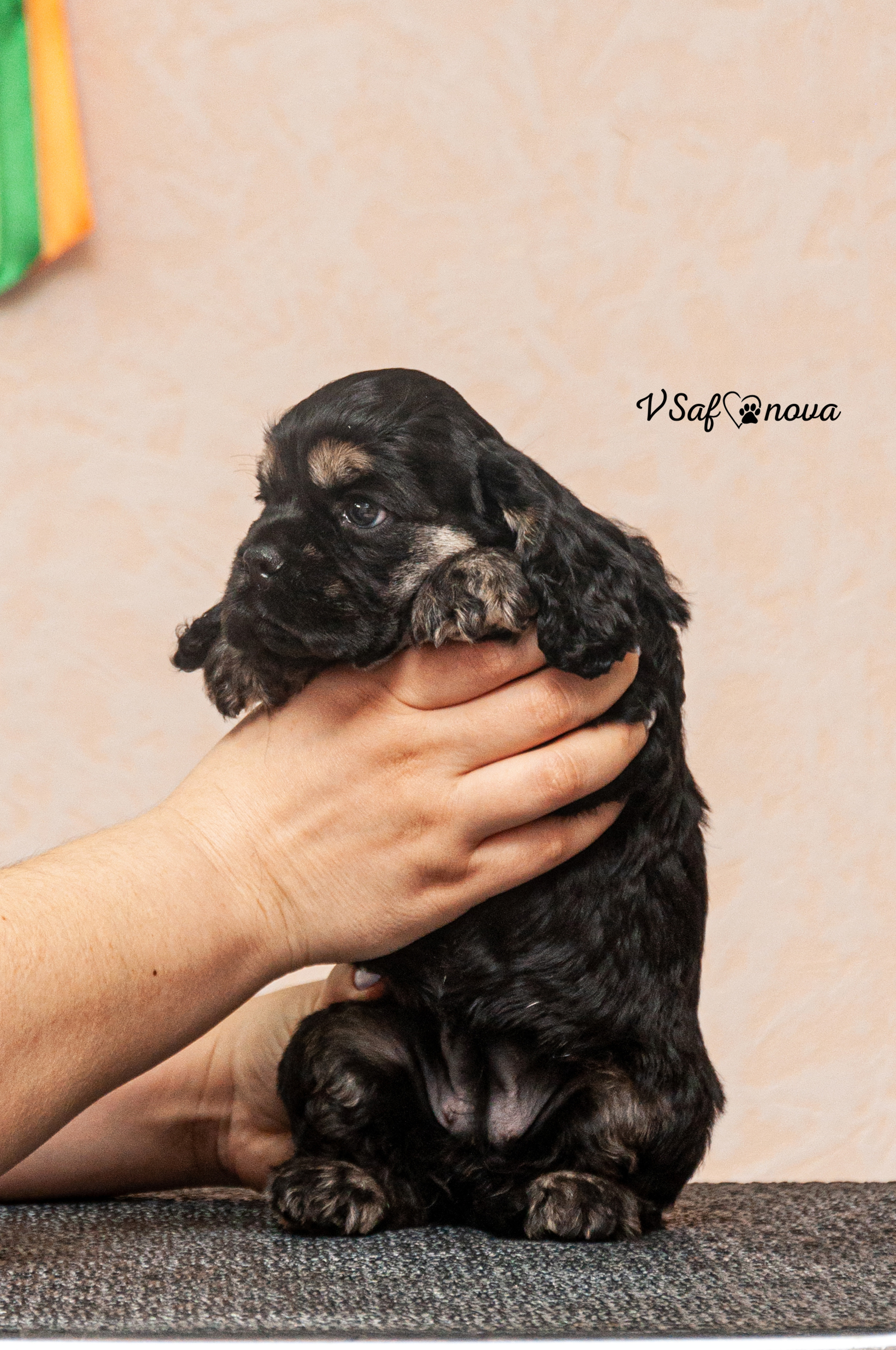 Американский кокер спаниель 26.03.2021. Фотограф анималист Благовещенск. Сафонова Виктория