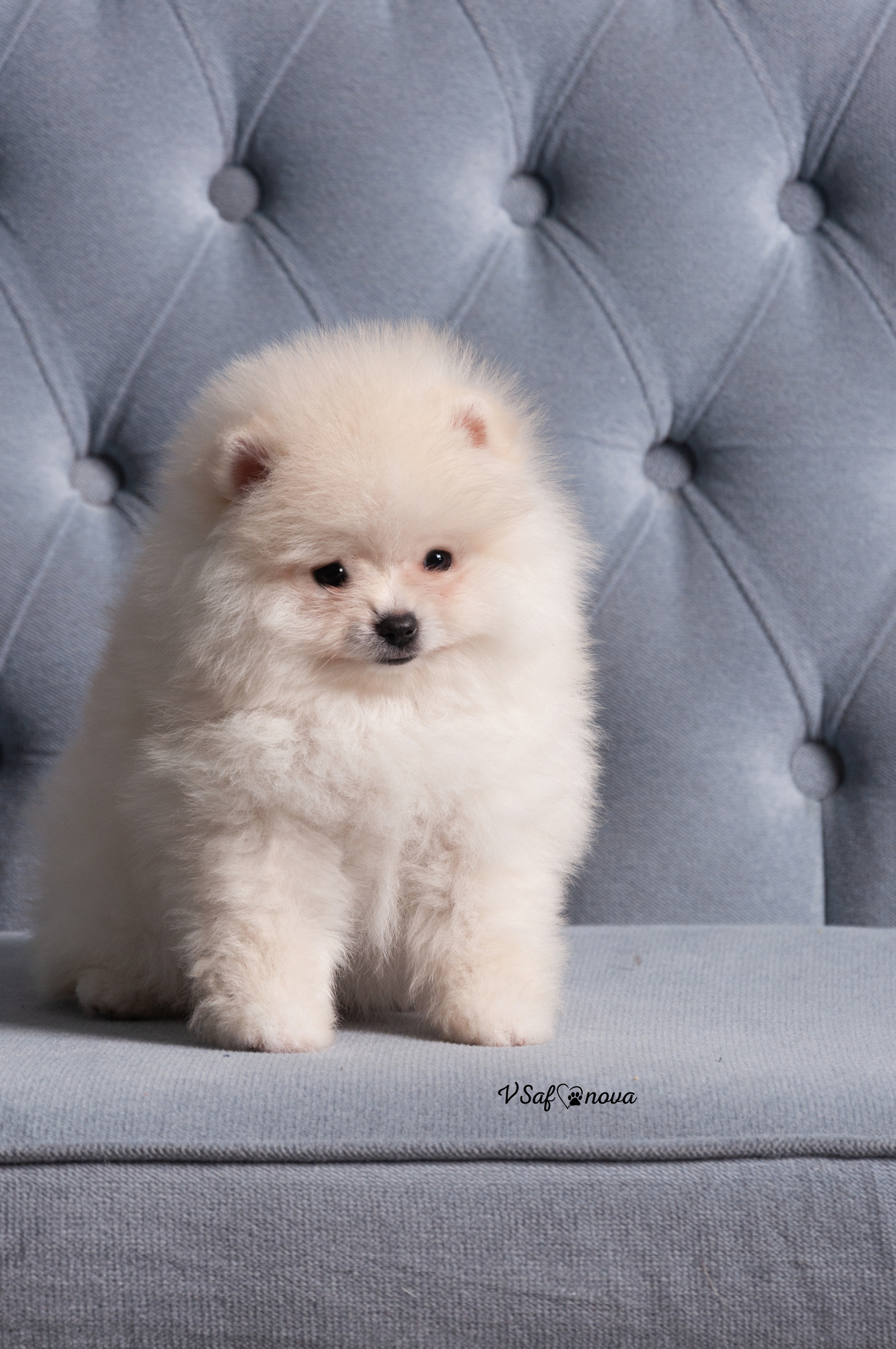 Немецкий шпиц 05.04.2021. Фотограф анималист Благовещенск. Сафонова Виктория