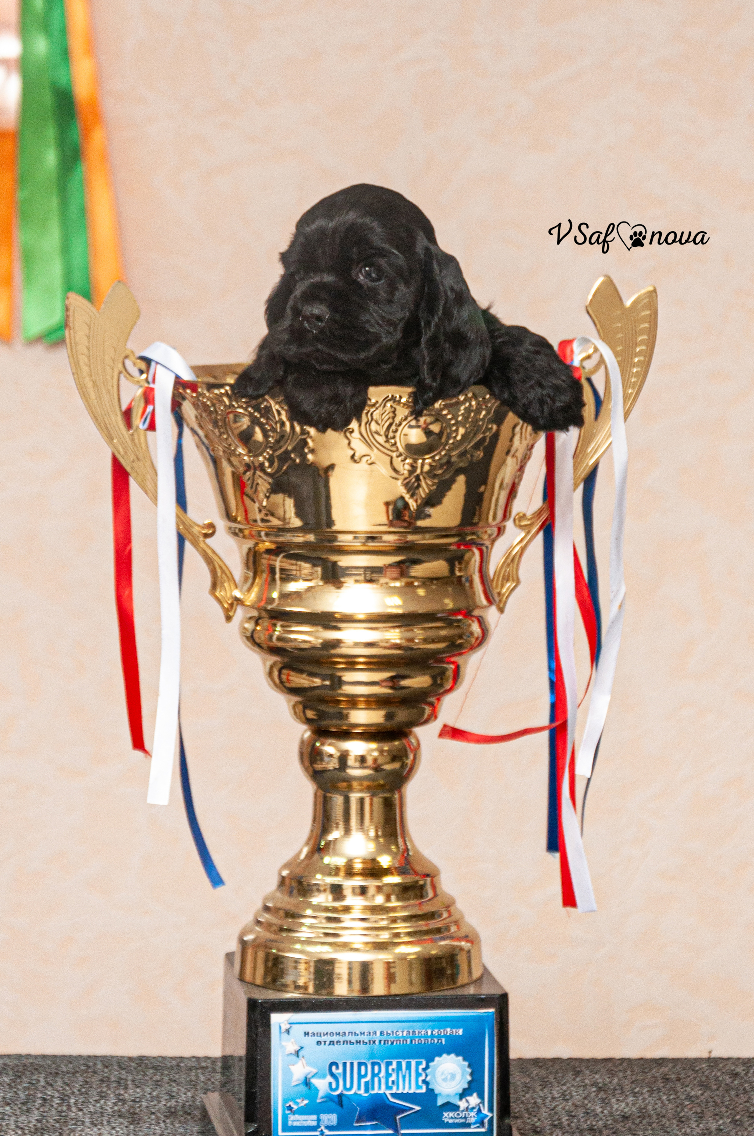 Американский кокер спаниель 26.03.2021. Фотограф анималист Благовещенск. Сафонова Виктория